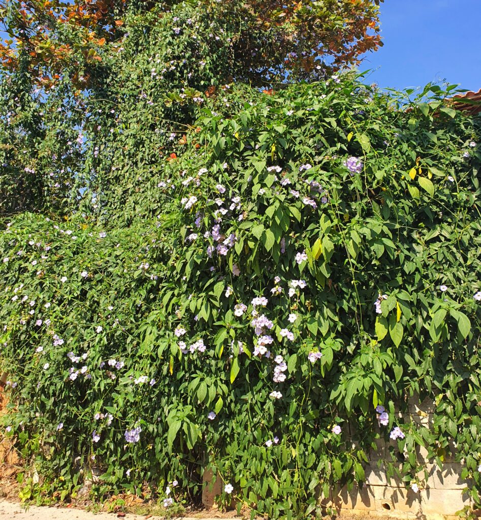 Azulzinha cobrindo muro.