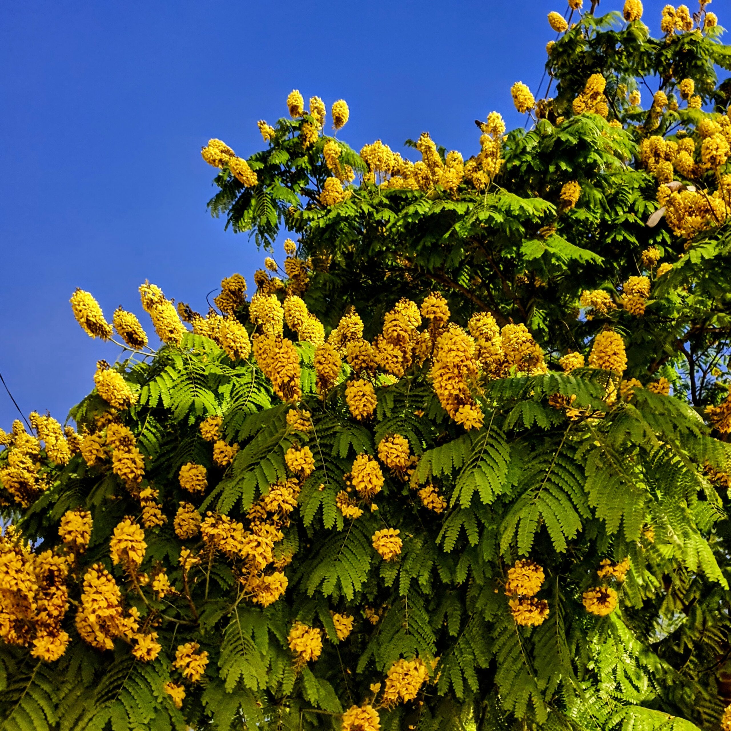 Folhas verdes e as flores amarelas da sibipiruna.