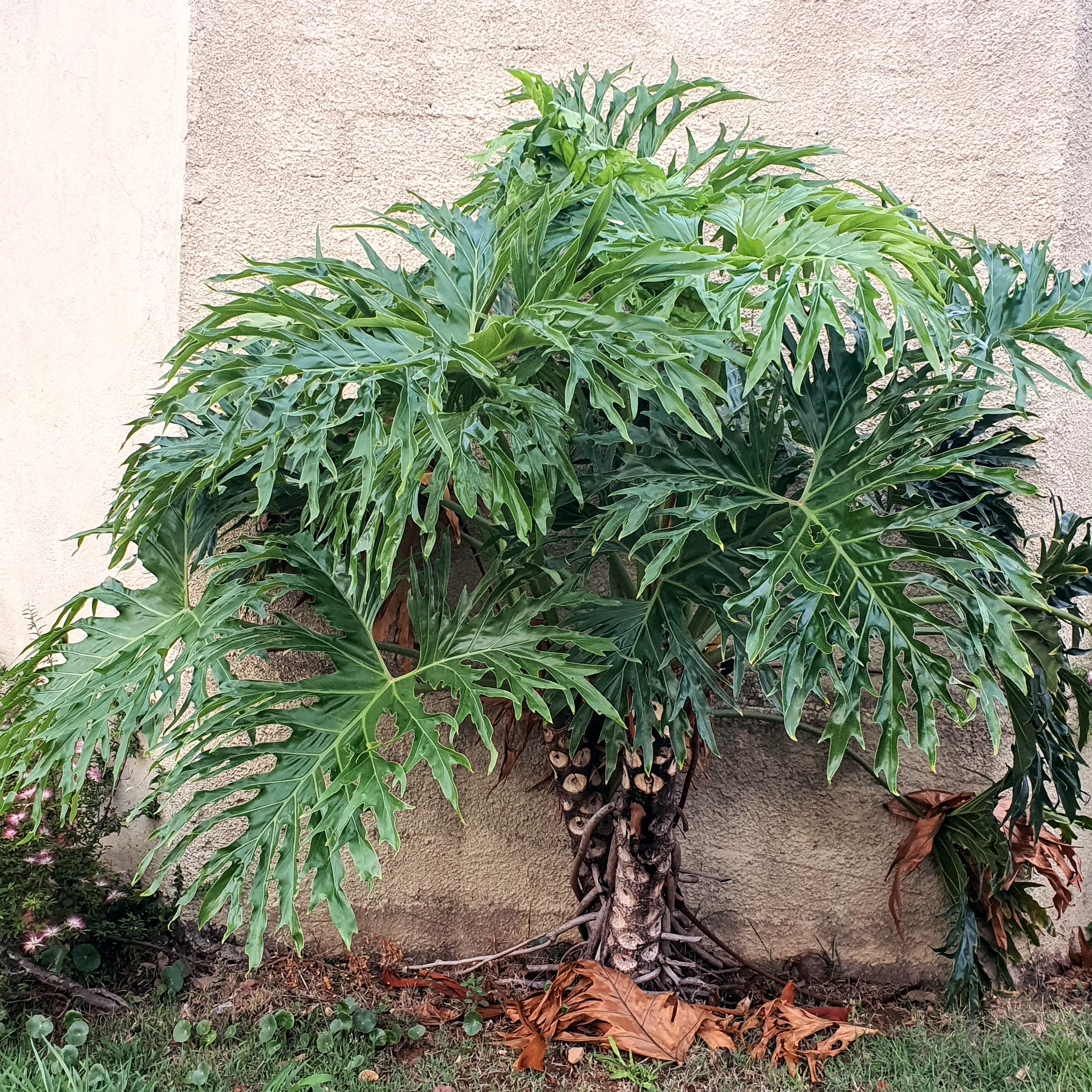 Banana-de-imbê de porte bem ornamental.