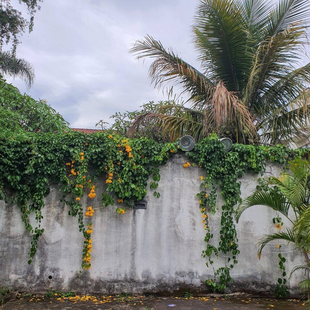 Unha-de-gato em muro de residência.