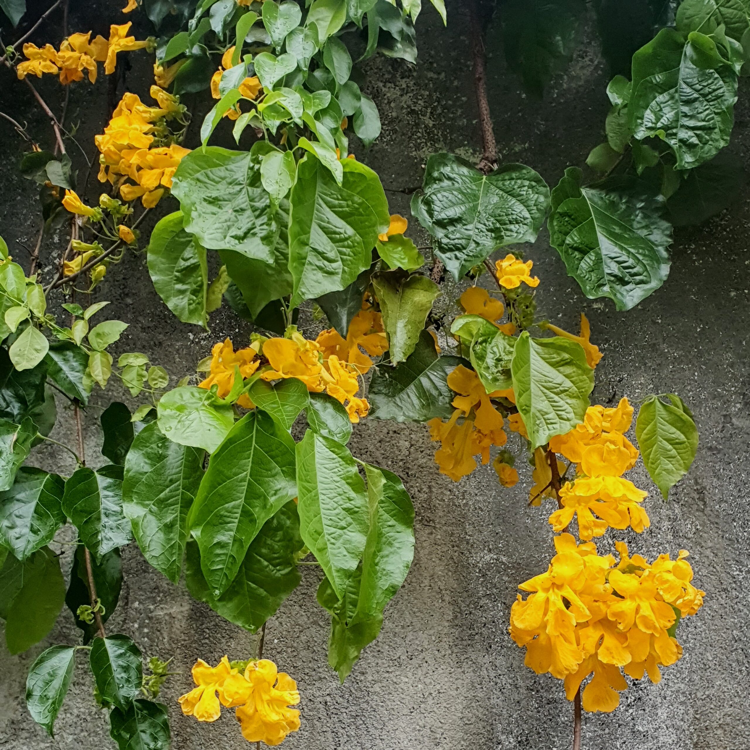 Folhas e flores da unha-de-gato.