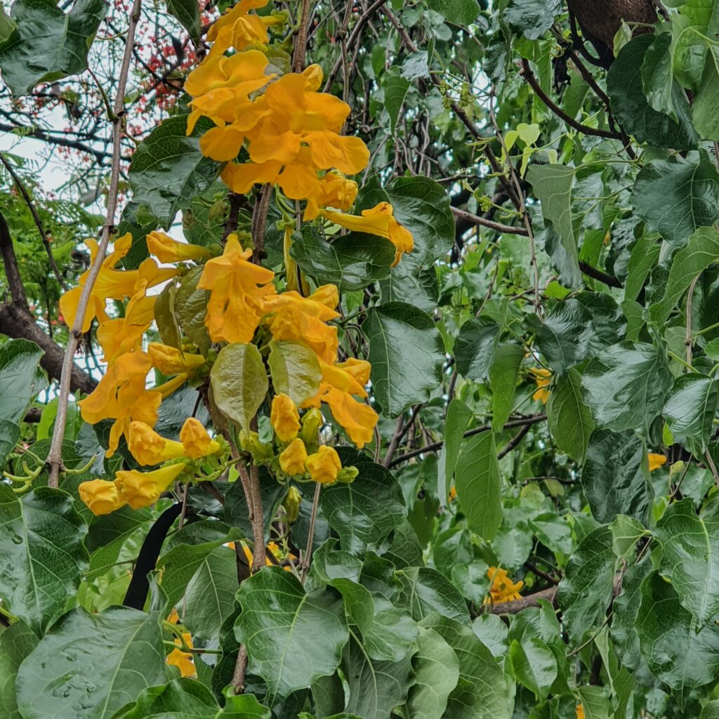 Flores e folhas da unha-de-gato..