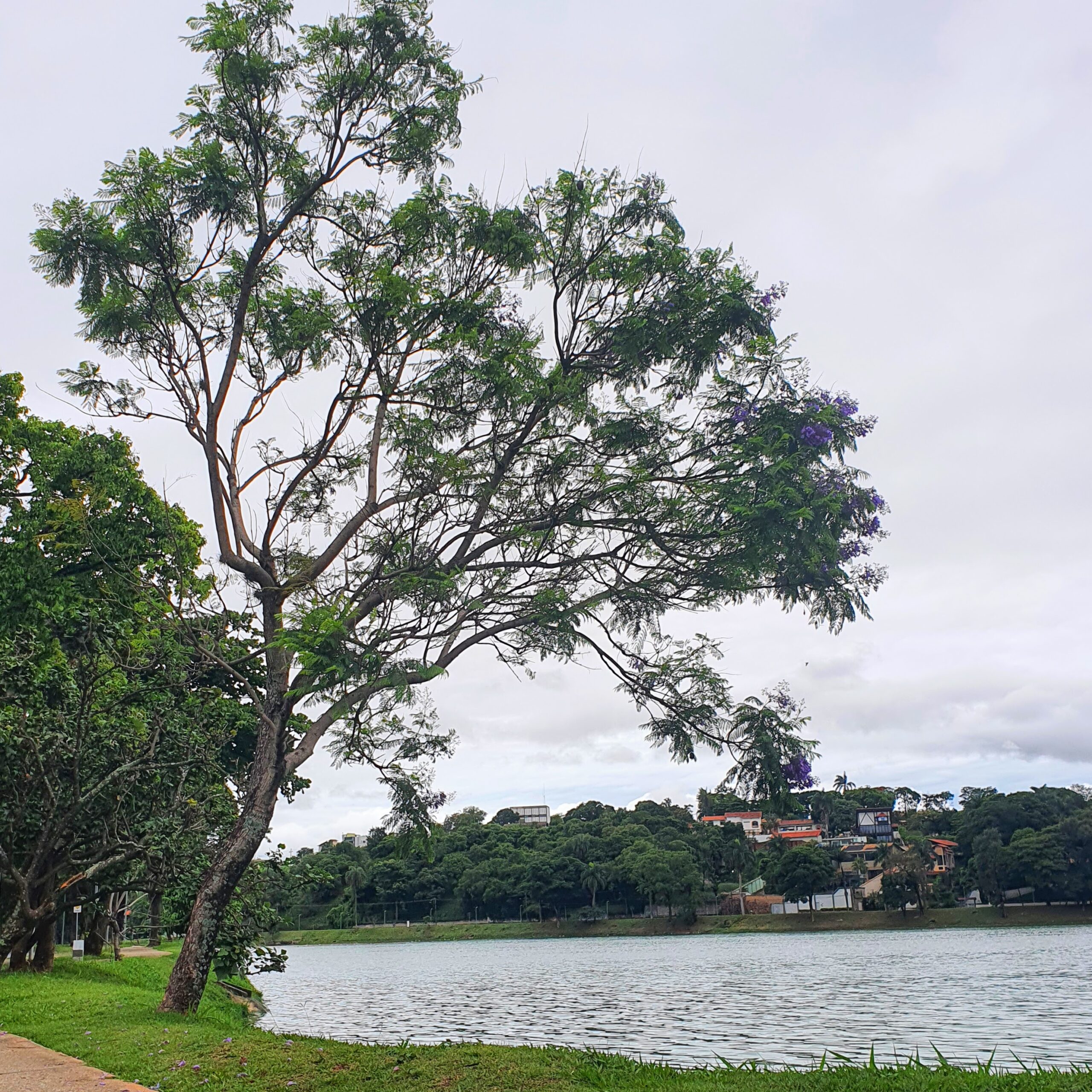 Jacarandá-mimoso.