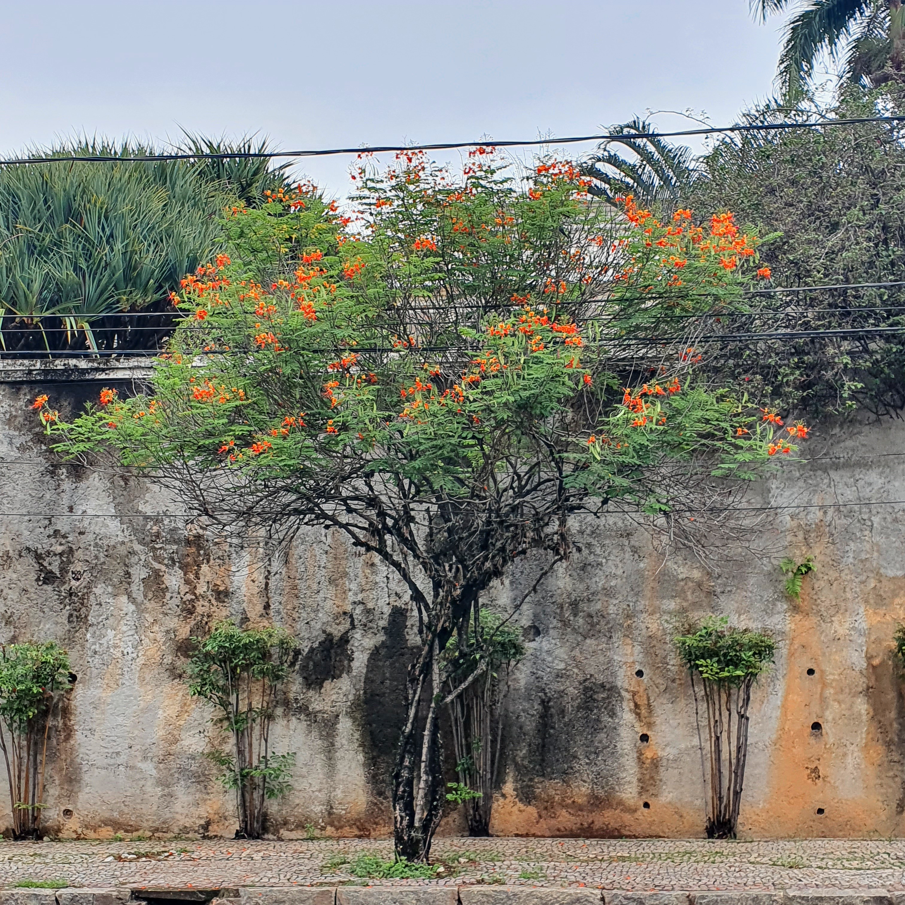 Porte baixo do flamboyant-mirim.