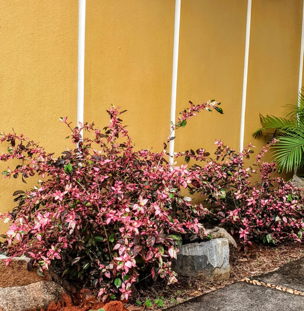 Arbusto de hibisco.