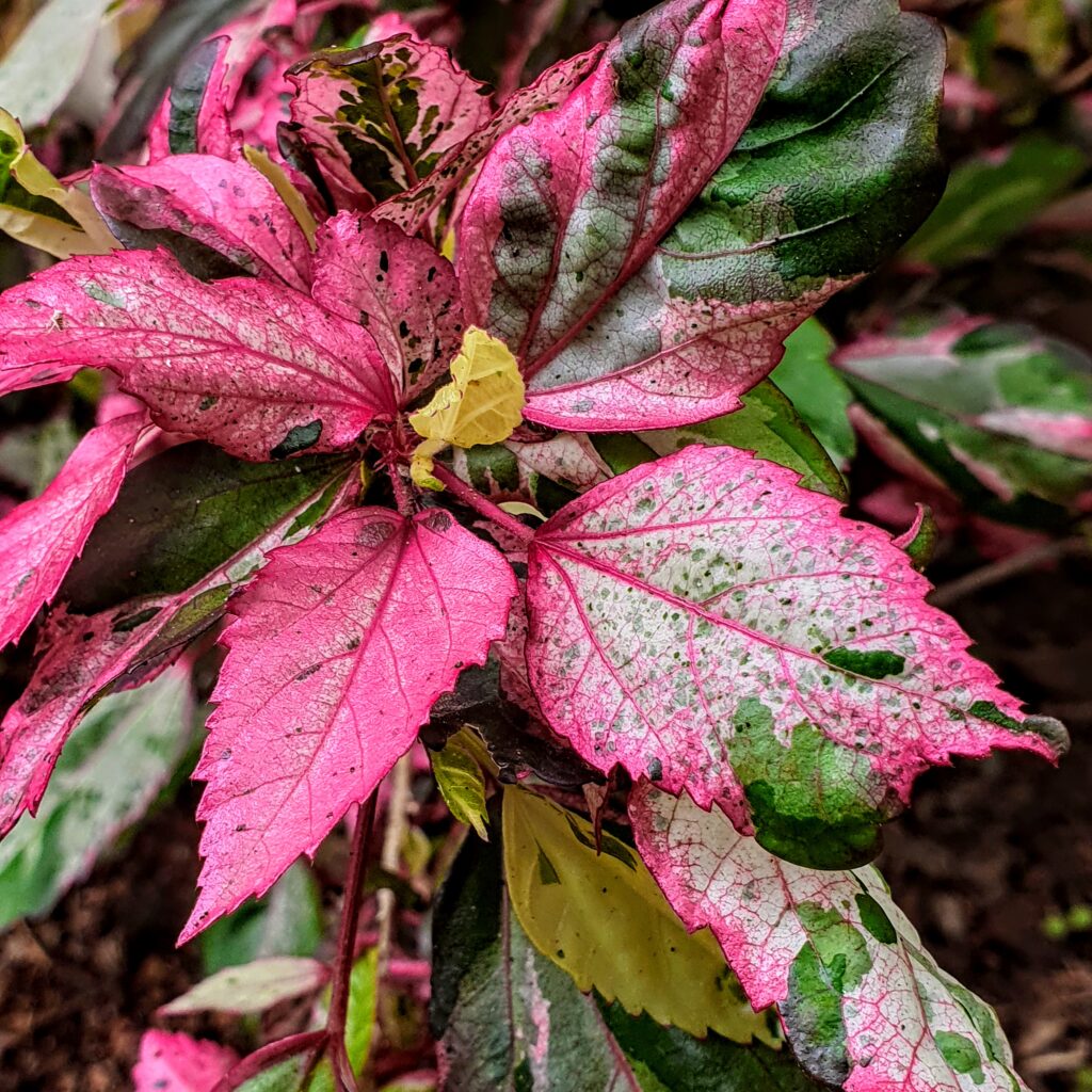 Folhagem do hibisco.