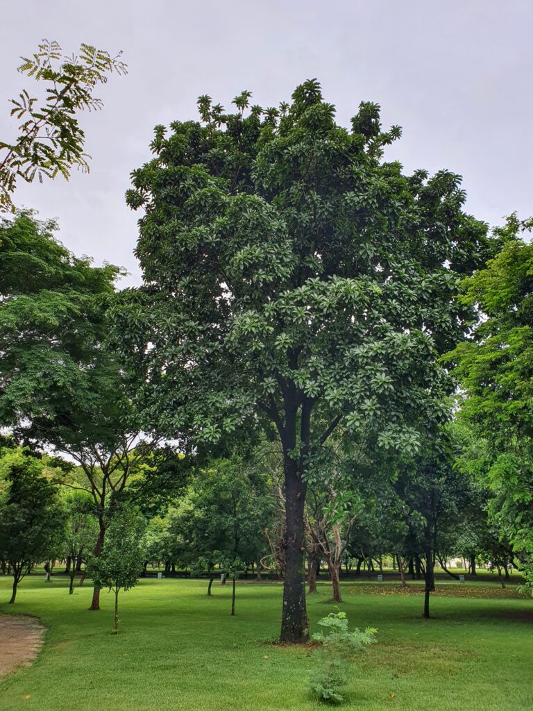 Abricó-de-macaco em bosque.