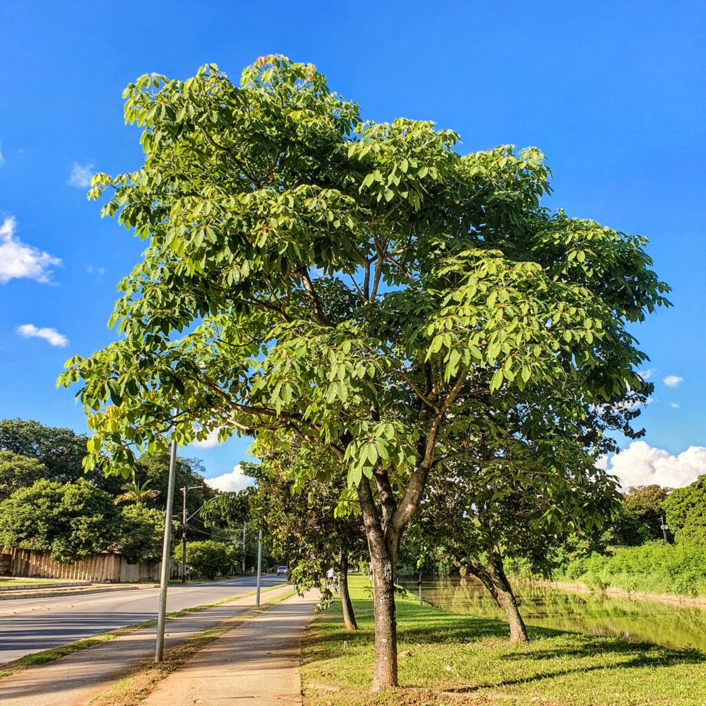 Embiruçu-do-mato bastante folhado.