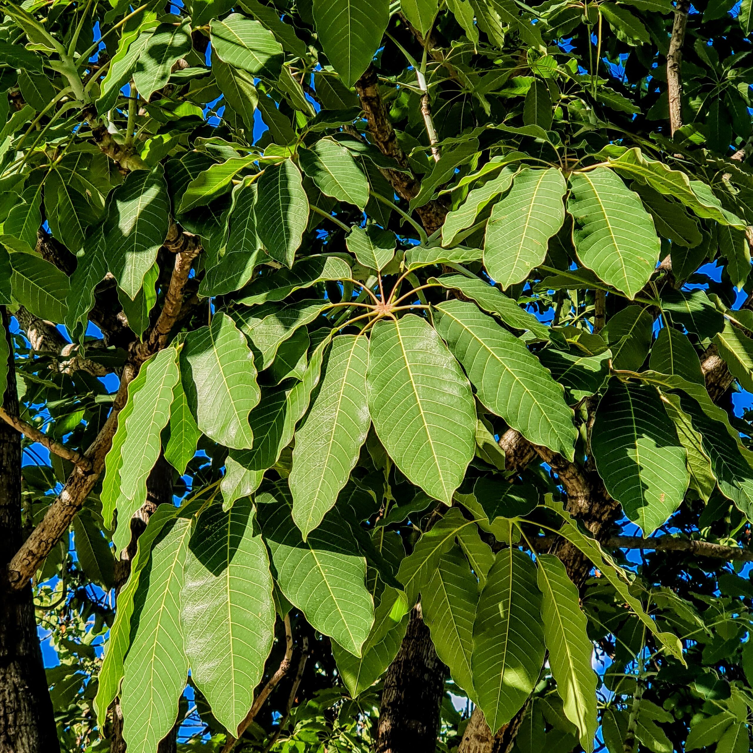 Folhas do embiruçu-do-mato.