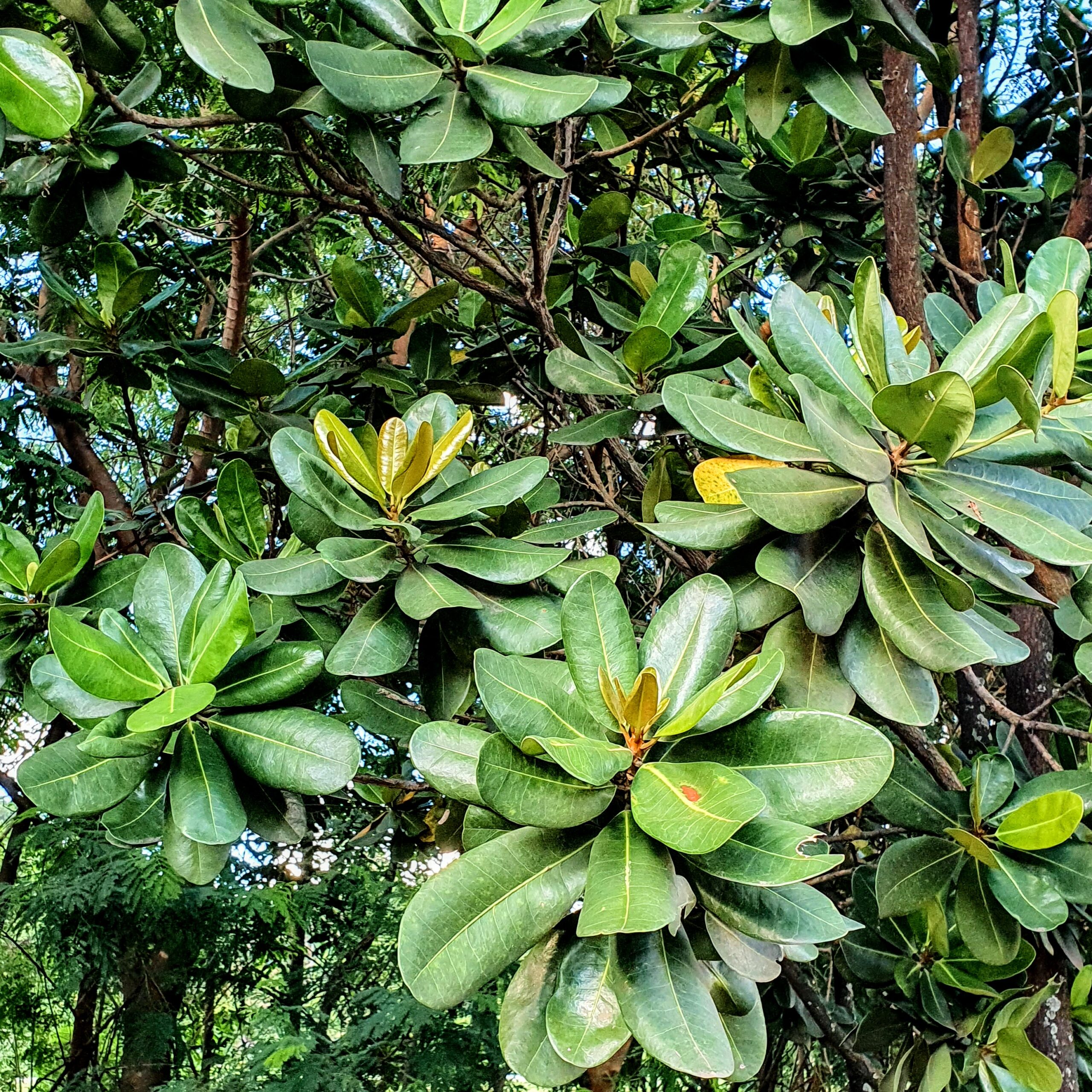 Folhas do abricó-da-praia.