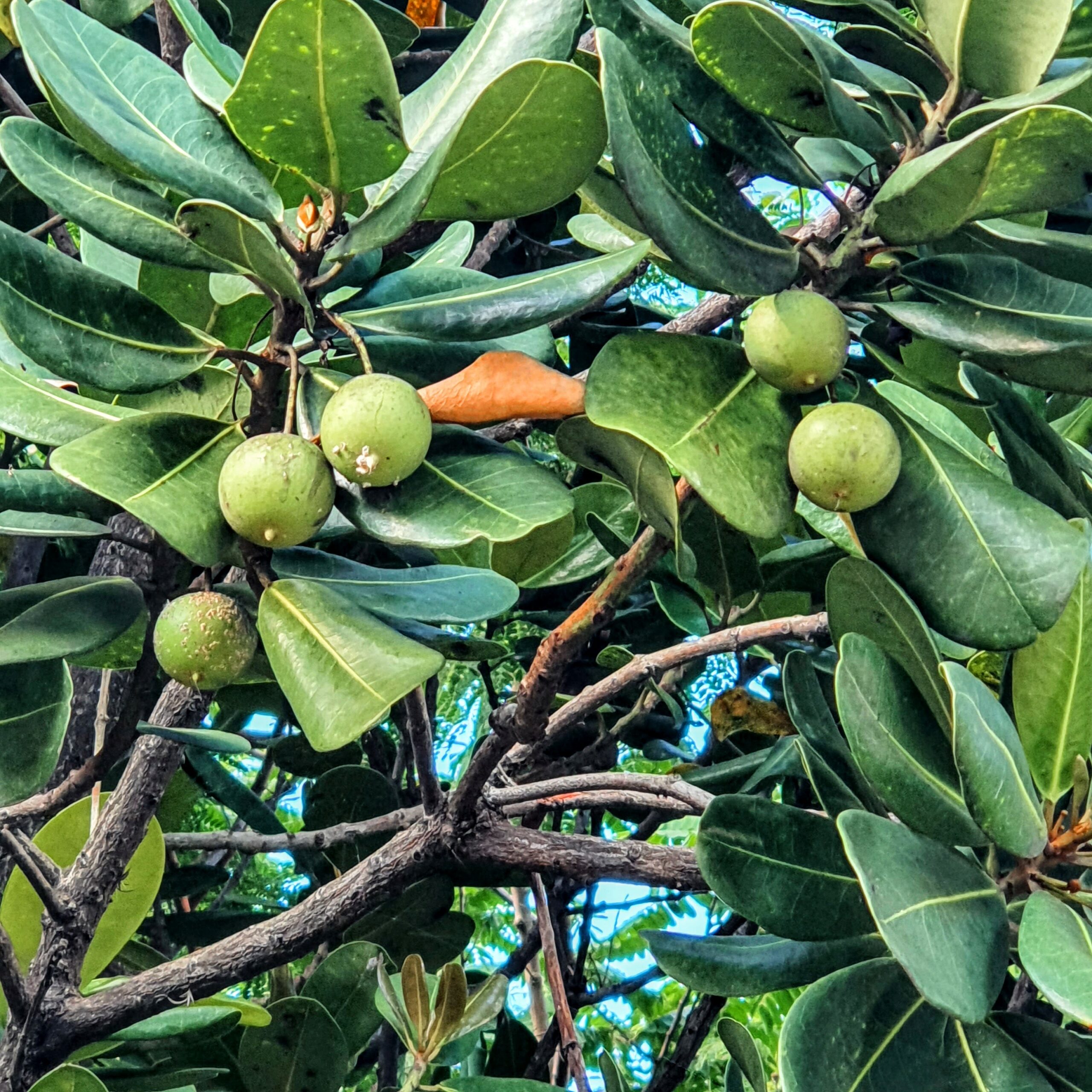 Folhas e frutos do abricó-da-praia.