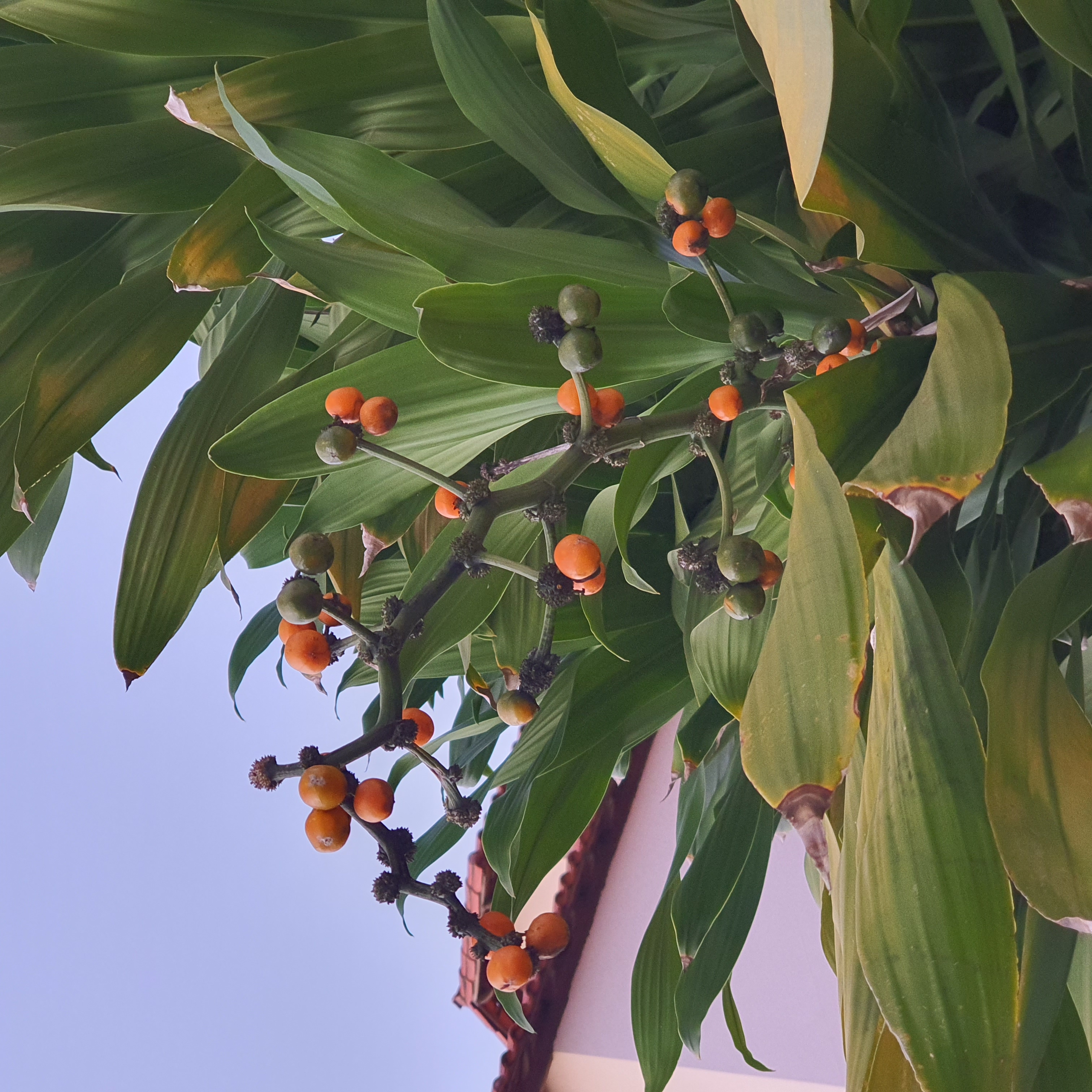 Frutos arredondados, verdes a alaranjados, do coqueiro-de-vênus.