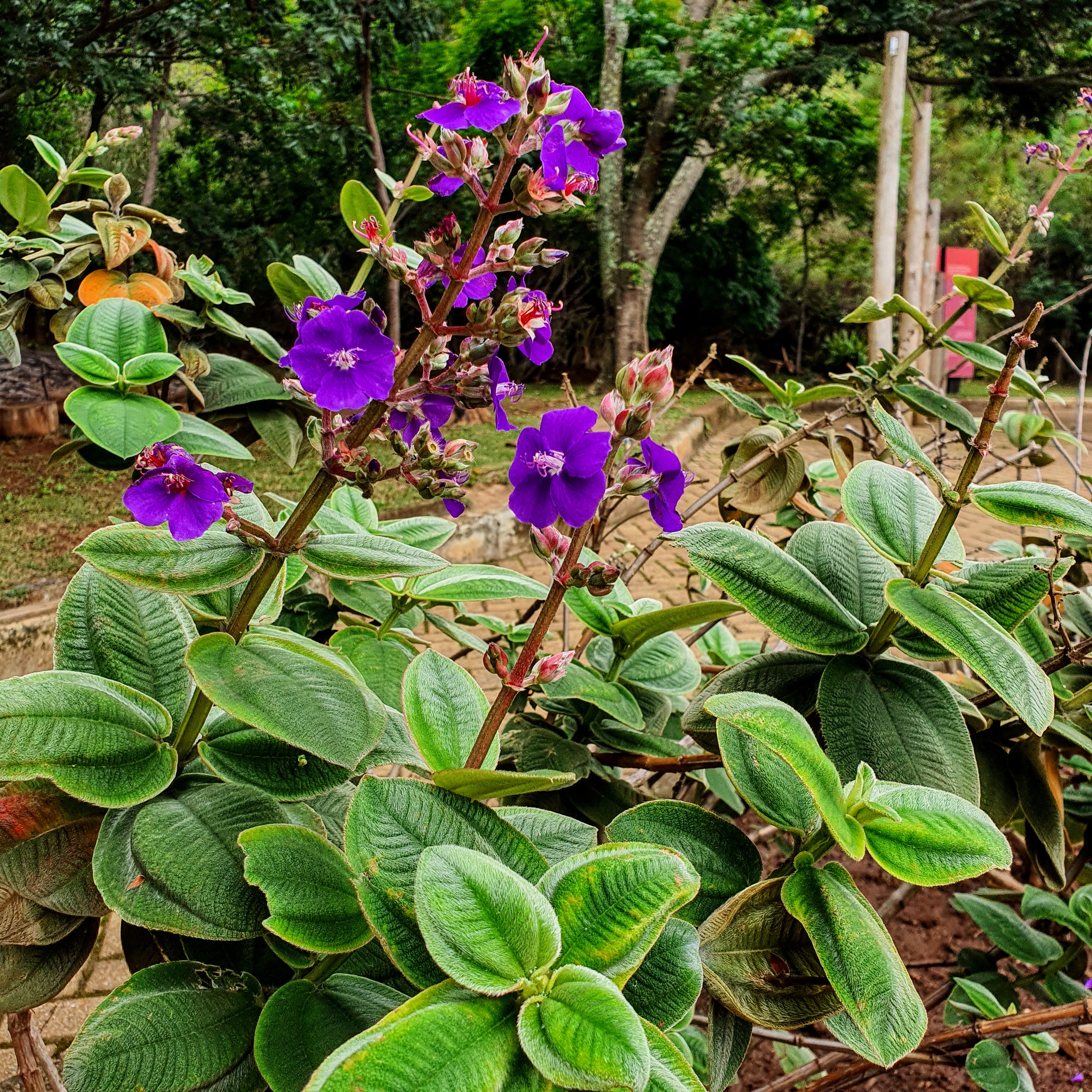 Folhas cordiformes e das flores da orelha-de-onça.