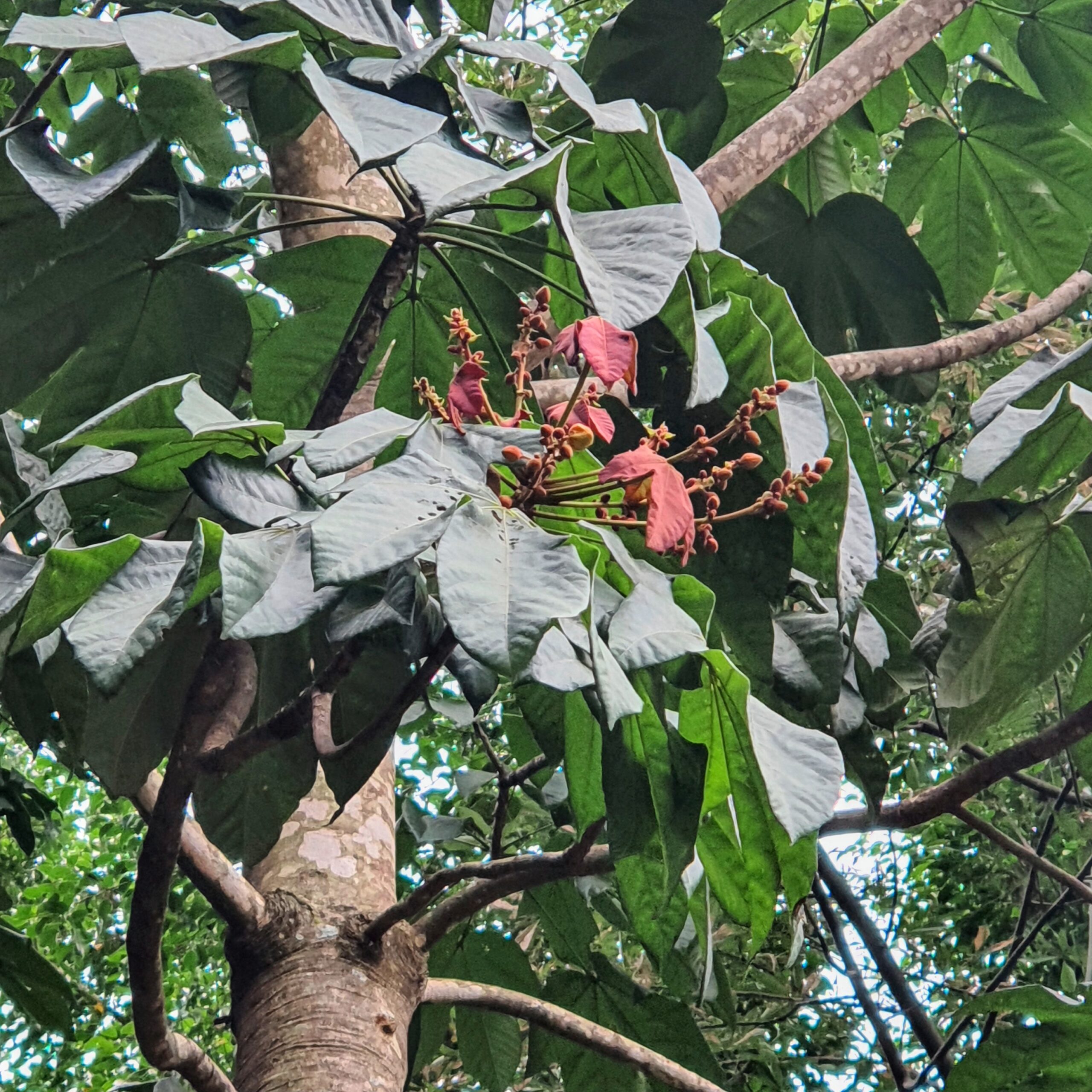 Folhas e das flores do mandovi.