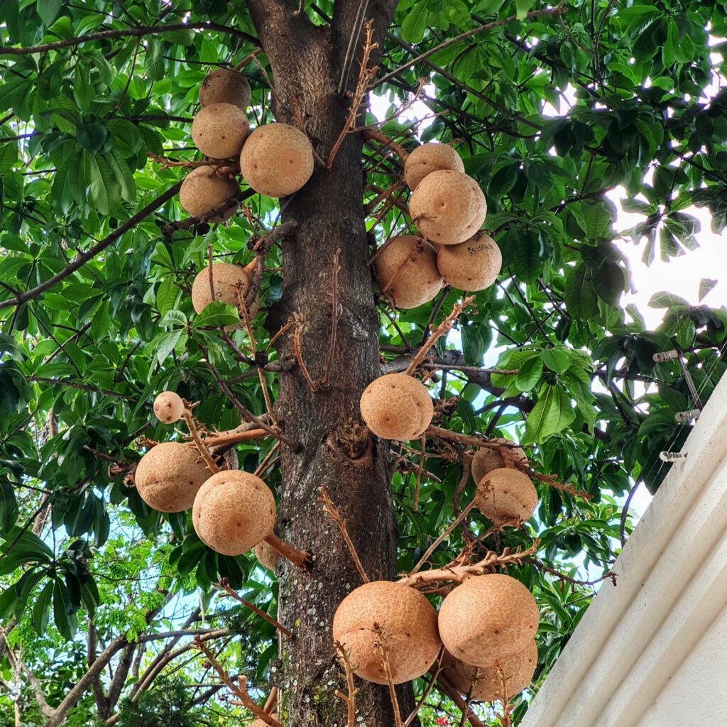 Frutos grandes e pesados do abricó-de-macaco.