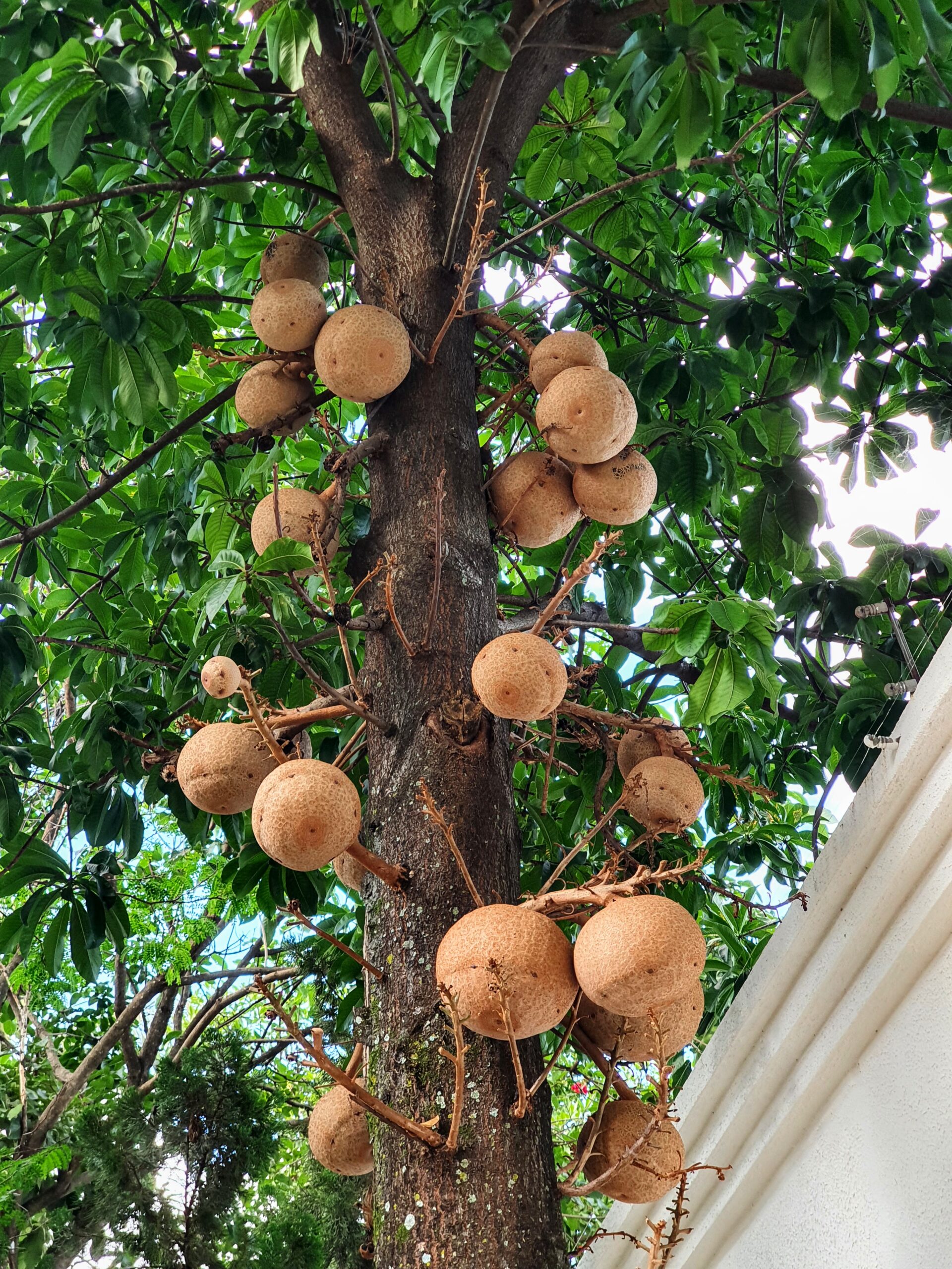 Frutos grandes e pesados do abricó-de-macaco.