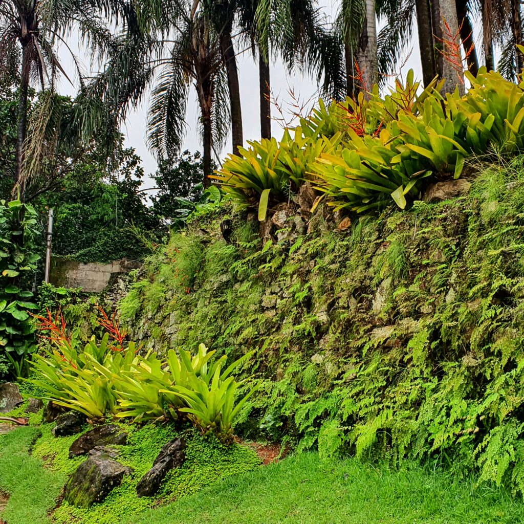 Maciços de bromélias-de-porto-seguro.