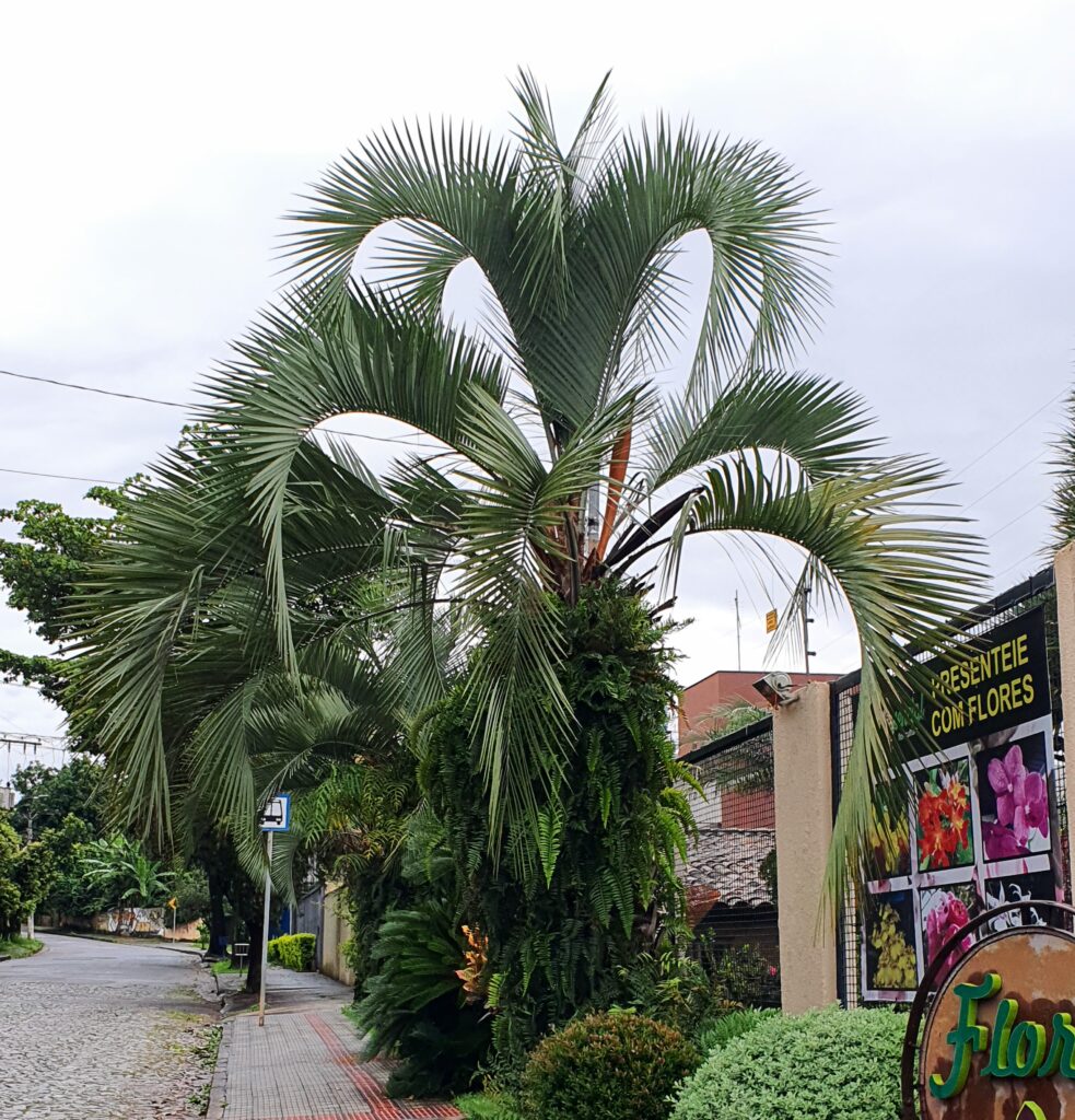 Butiá e suas folhas curvas.