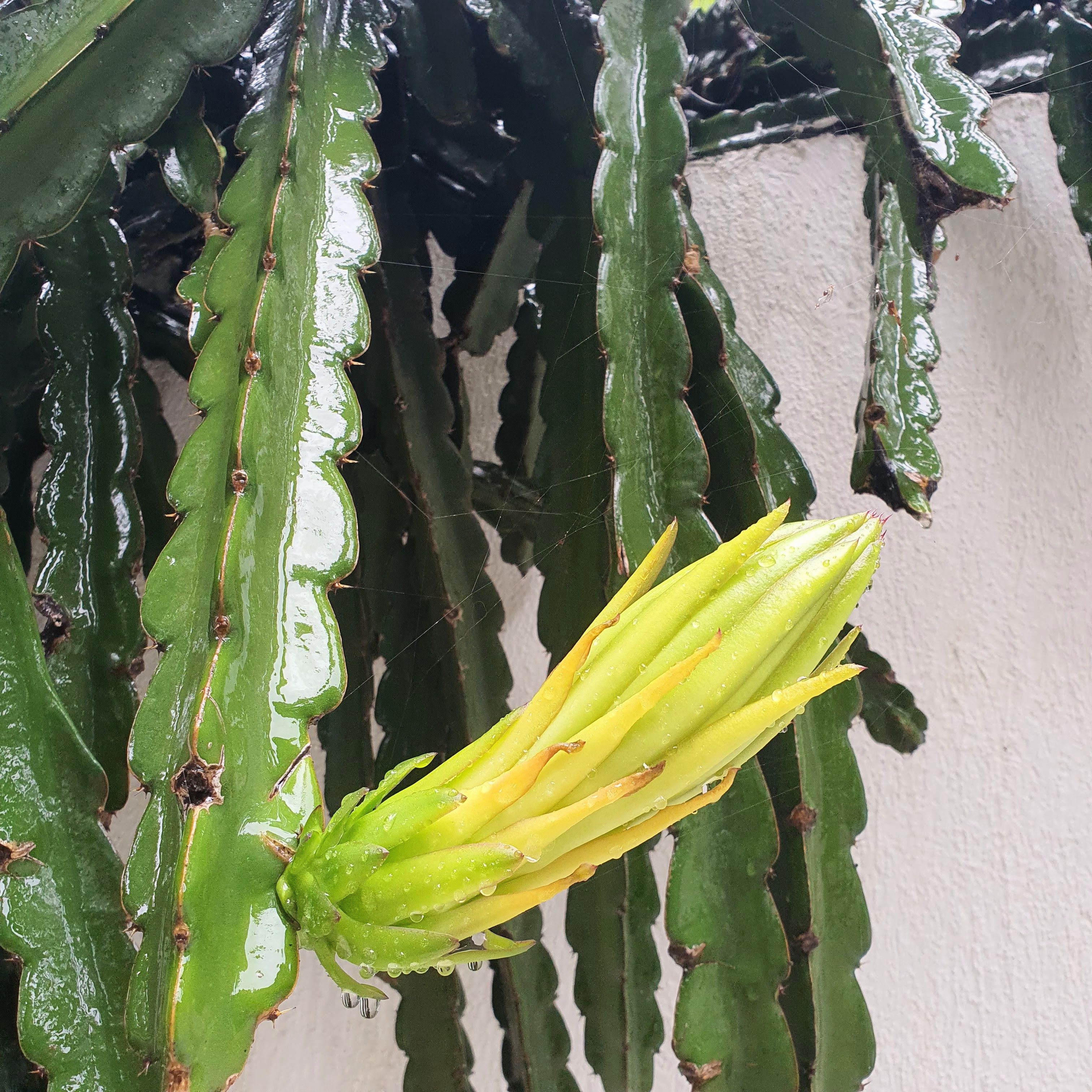 Detalhe da flor da pitaia.