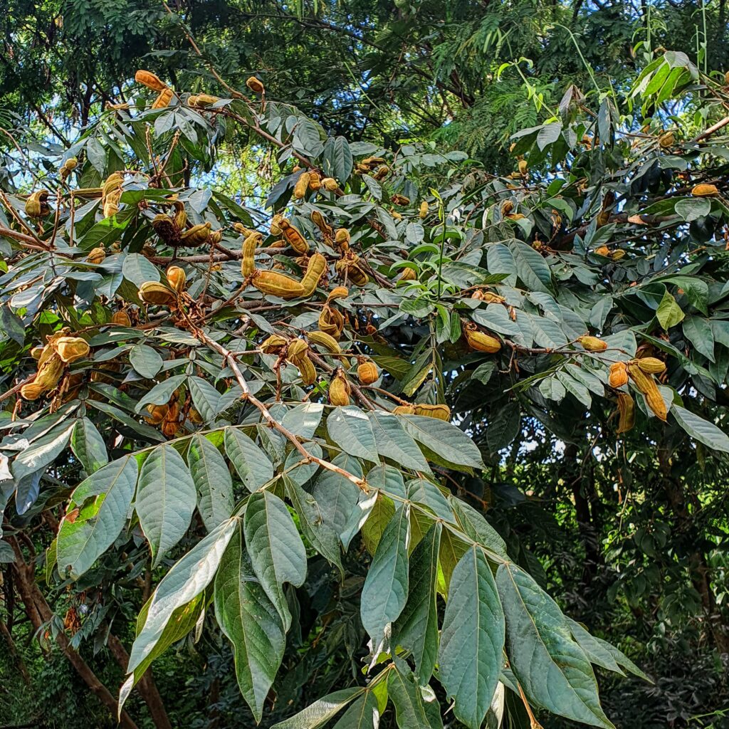 Folhas e frutos do ingá-do-brejo.