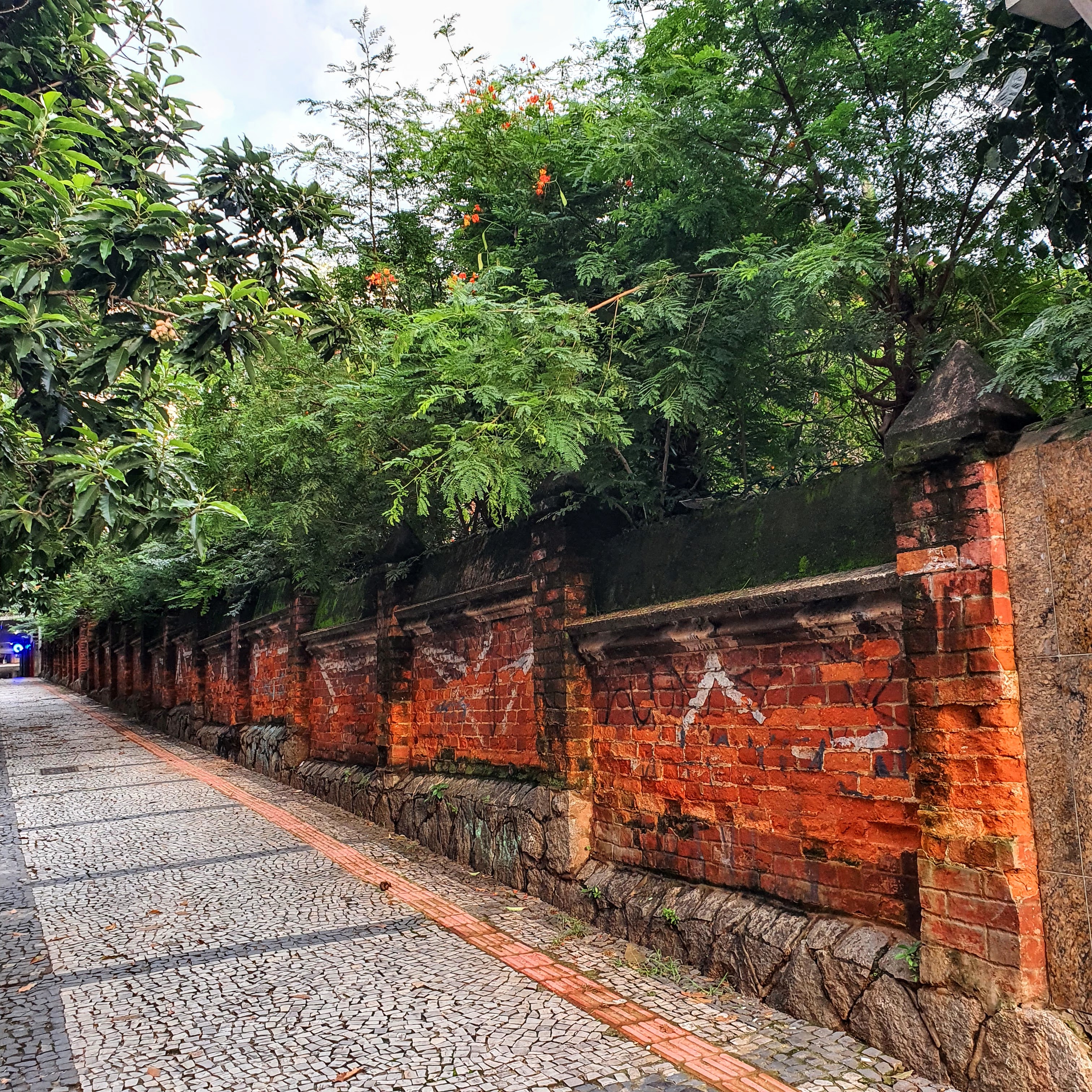 Maciço de flamboyants-mirins.