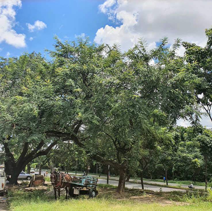 Tipuanas presente na arborização.