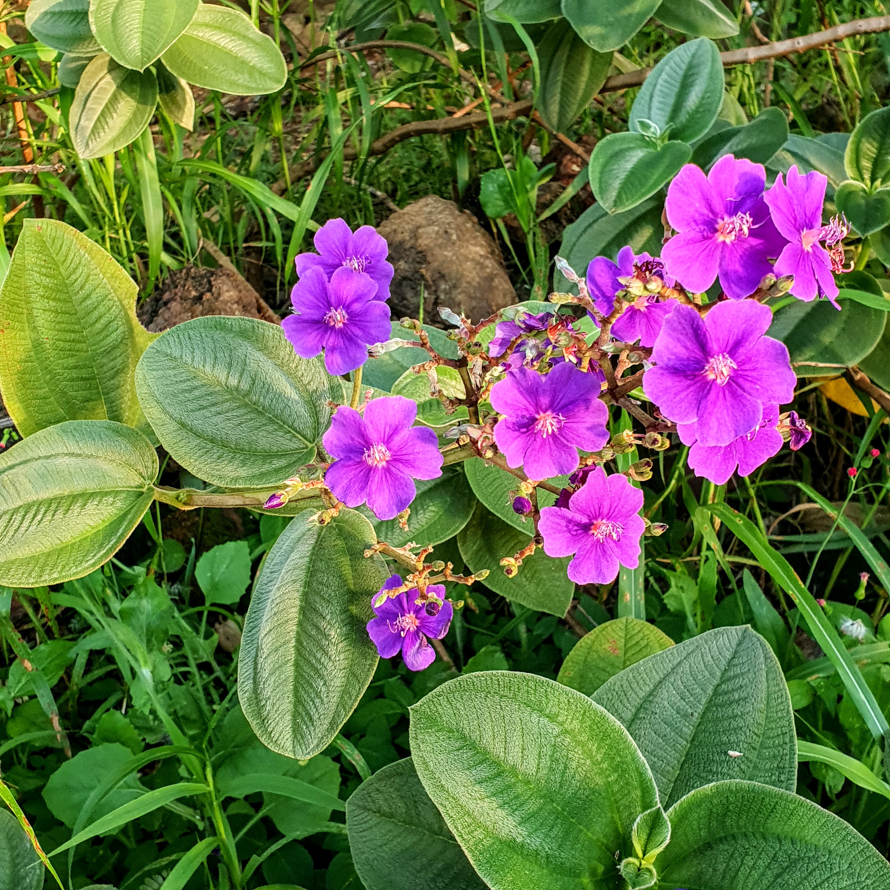 Folhas cordiformes e das flores da orelha-de-onça.