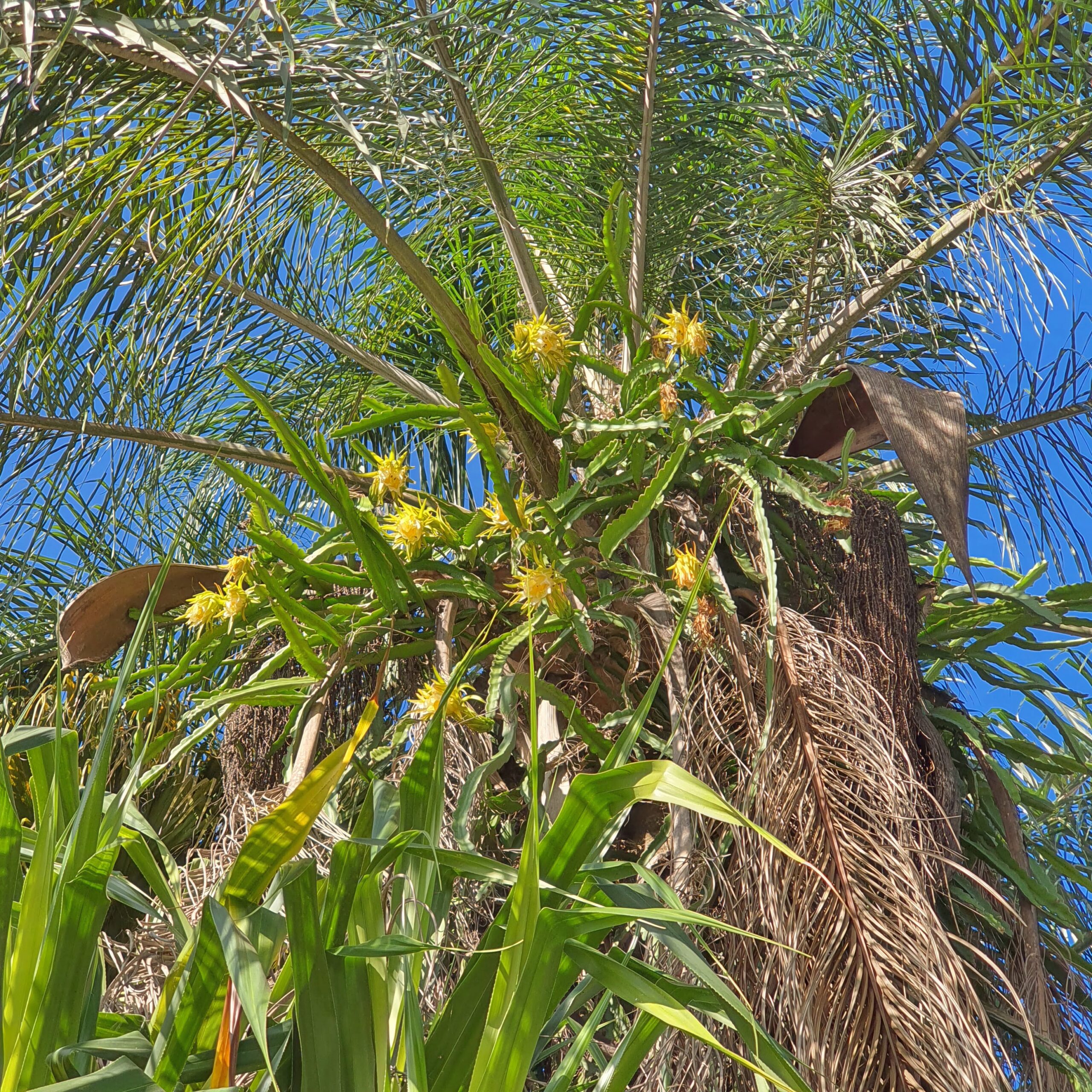 Pitaia florida sobre uma palmeira.