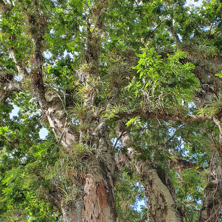 Tilândsias dominando árvore.