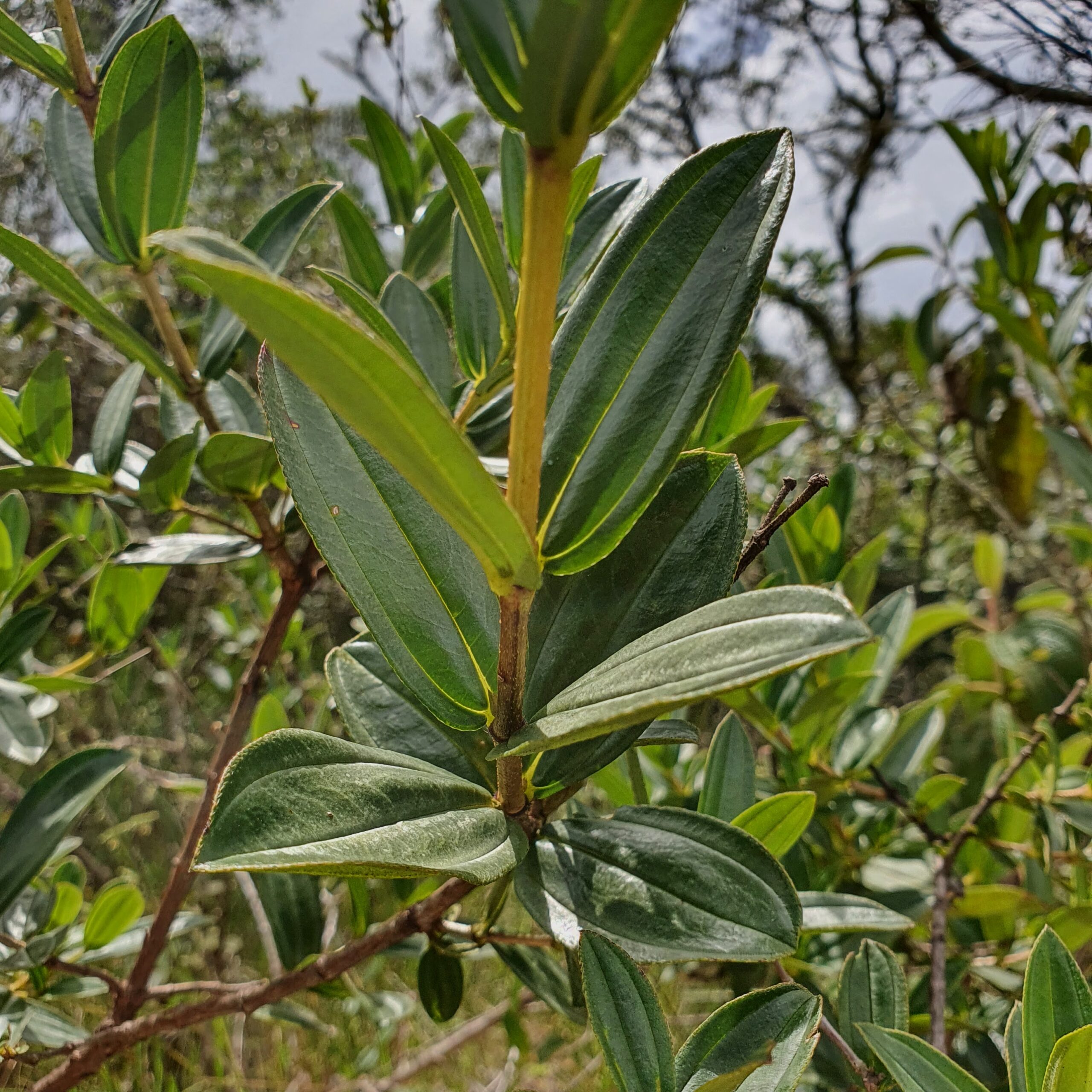 Folhas da quaresmeira-arbustiva.