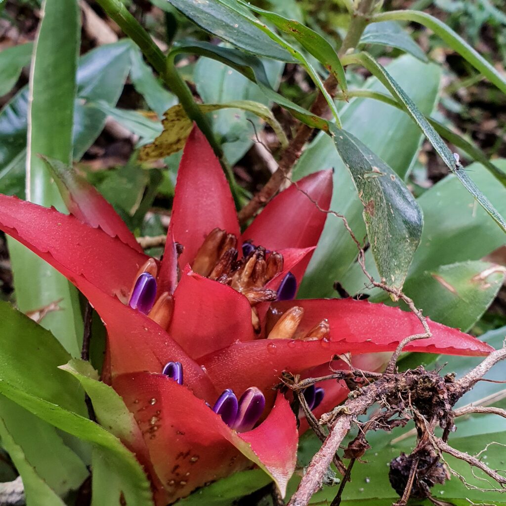 Inflorescência da Nidularium fulgens.