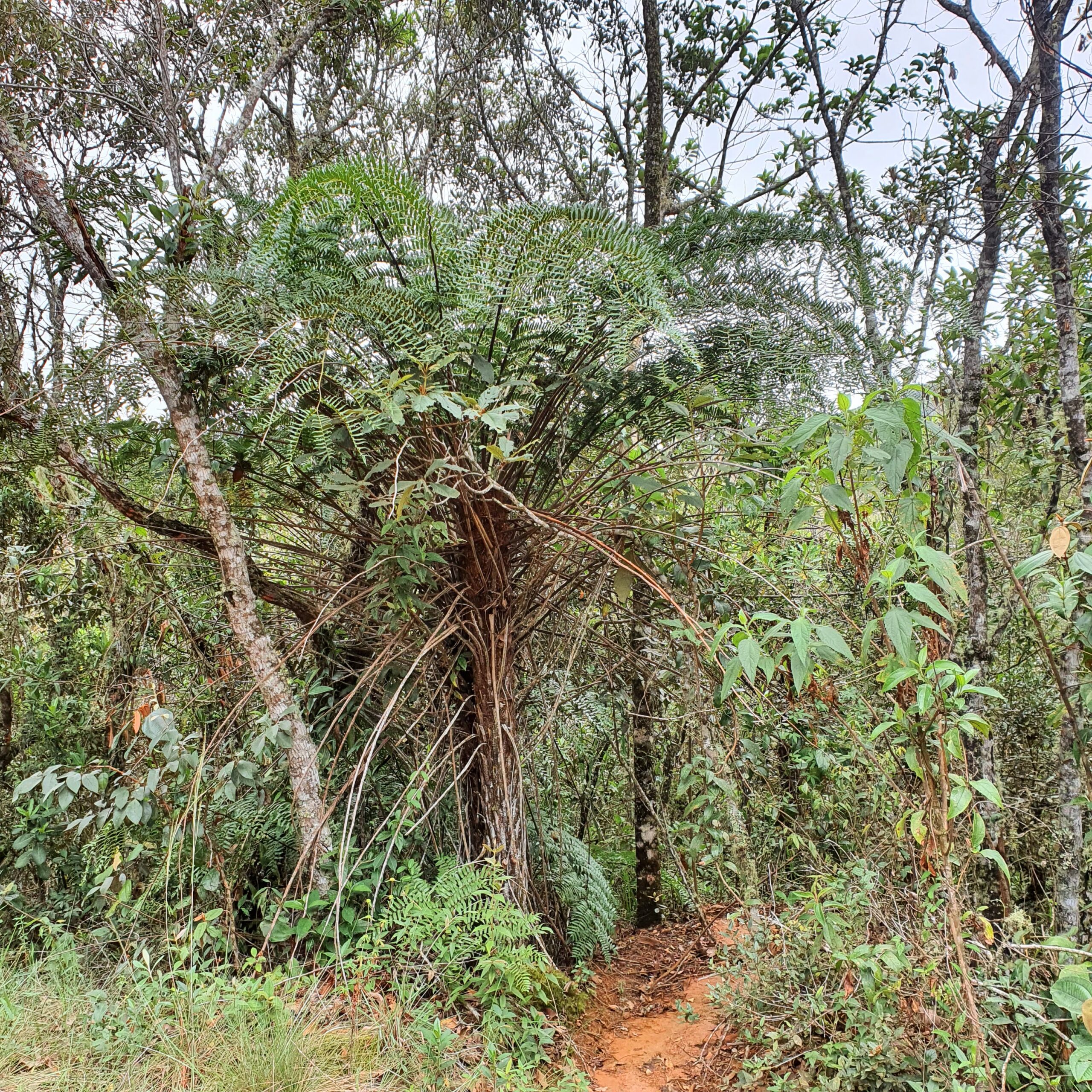 Samambaiaçu em área de Mata Atlântica semidecidual.