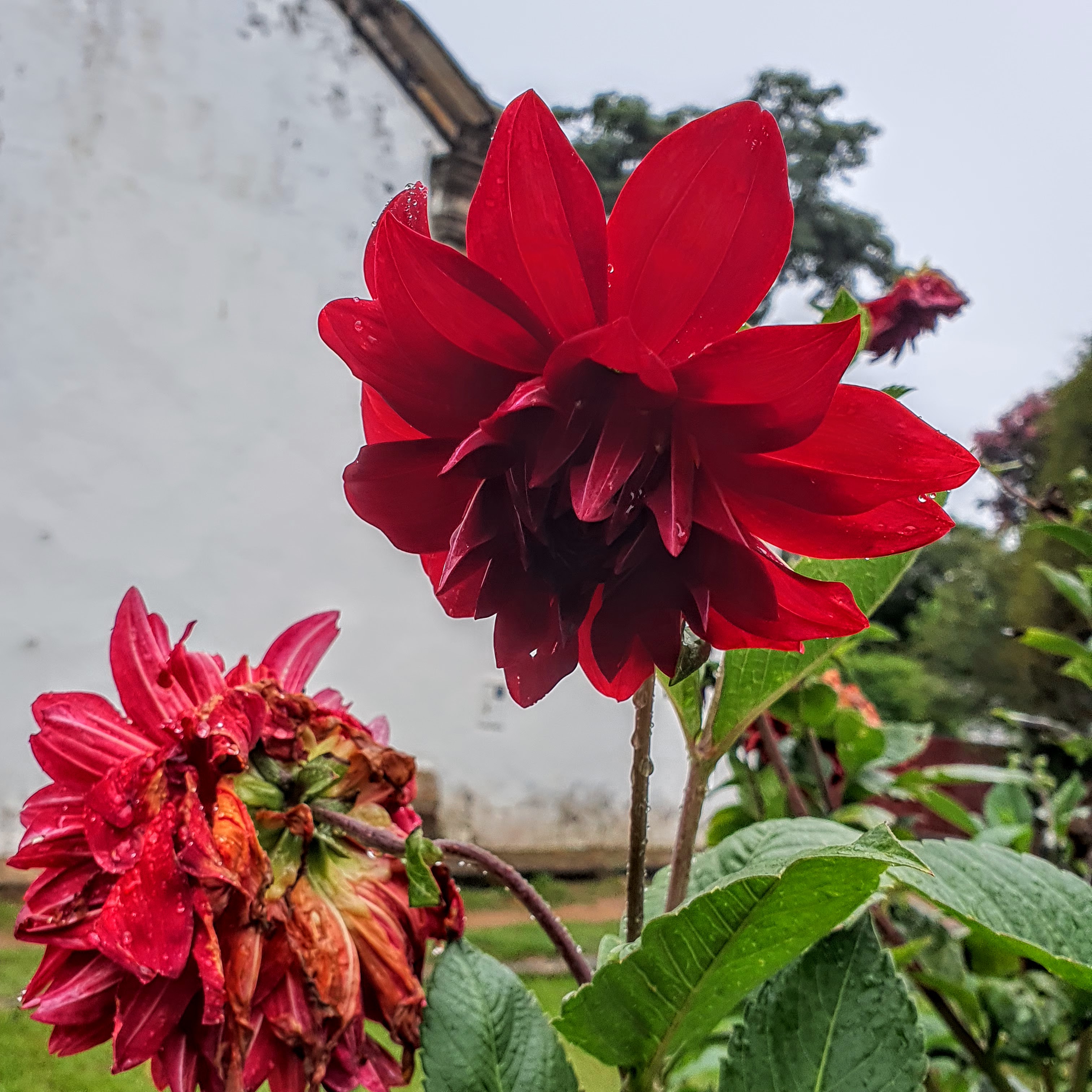 Flores simples da roseira.