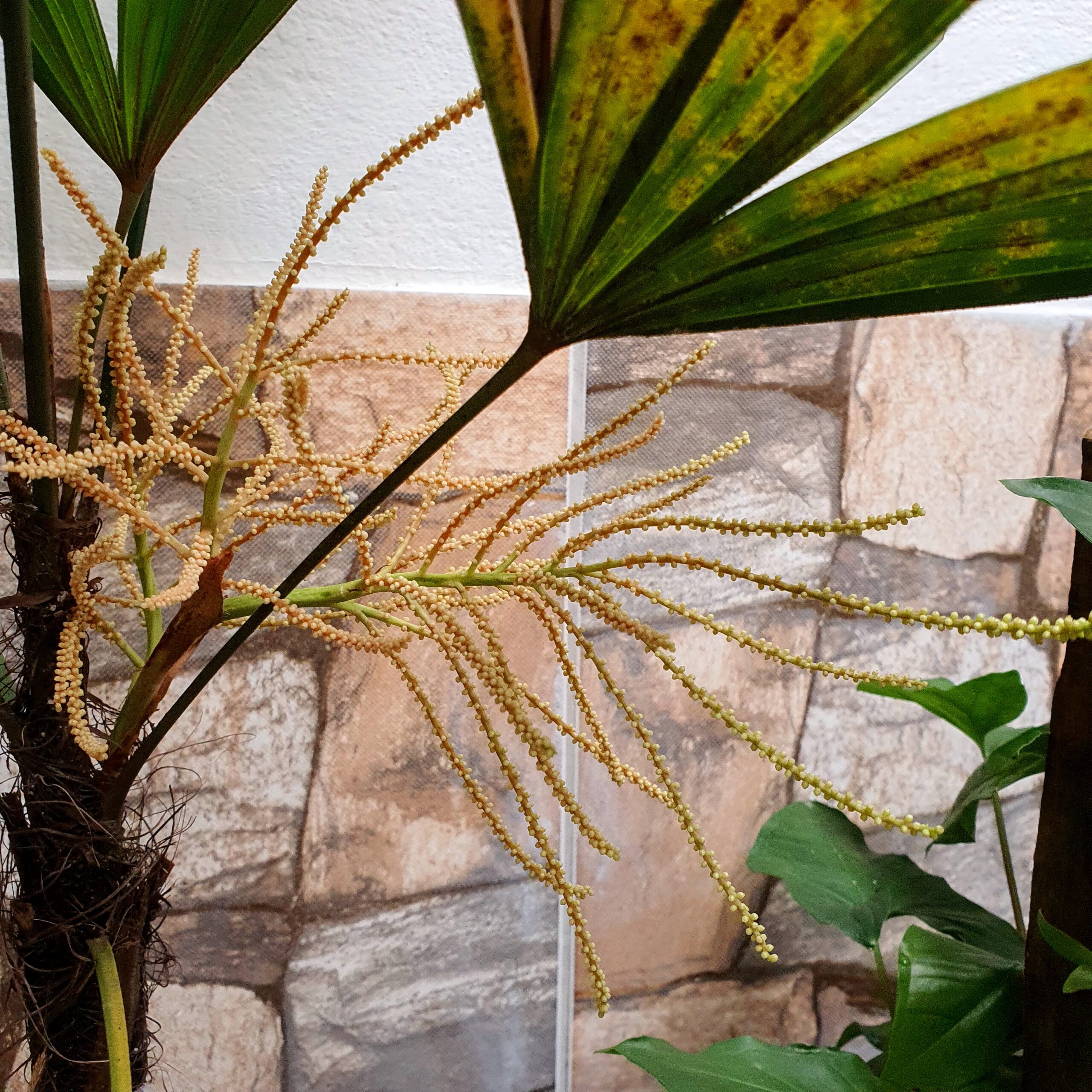 Inflorescência da palmeira-rápis.