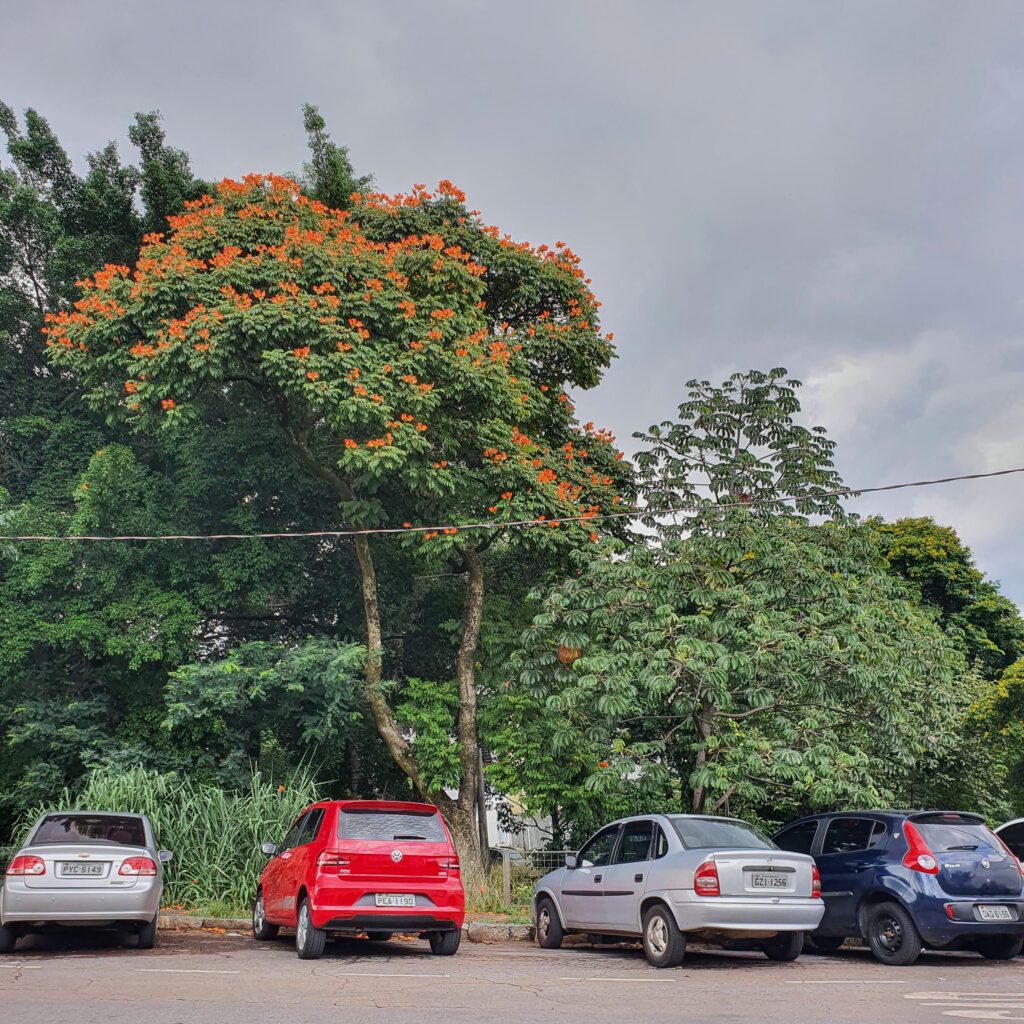 Bisnagueira bem florida.