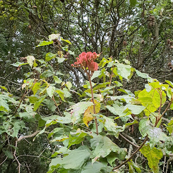 Folhas e frutos do urucum.