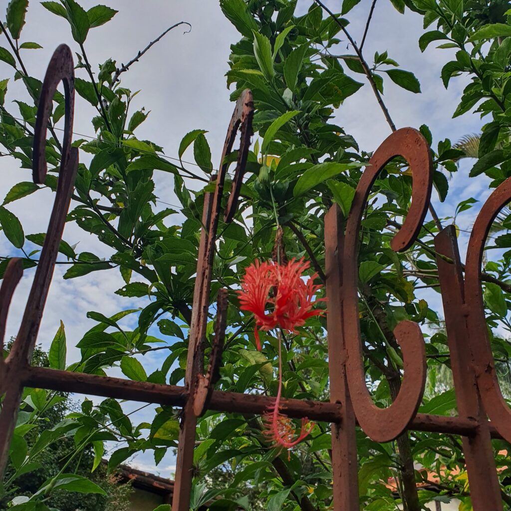 Flor do hibisco-crespo.