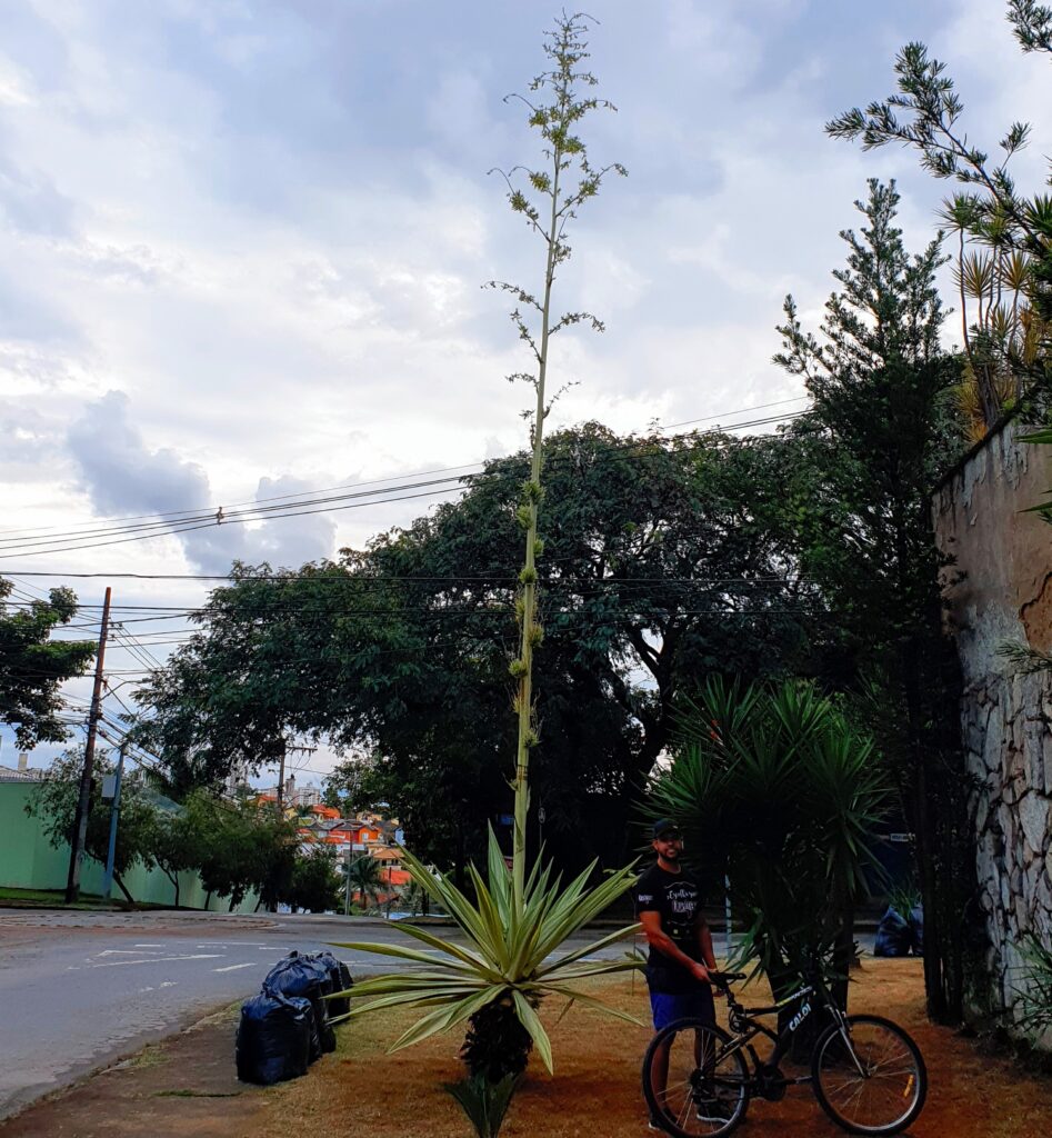 Inflorescência da piteira.