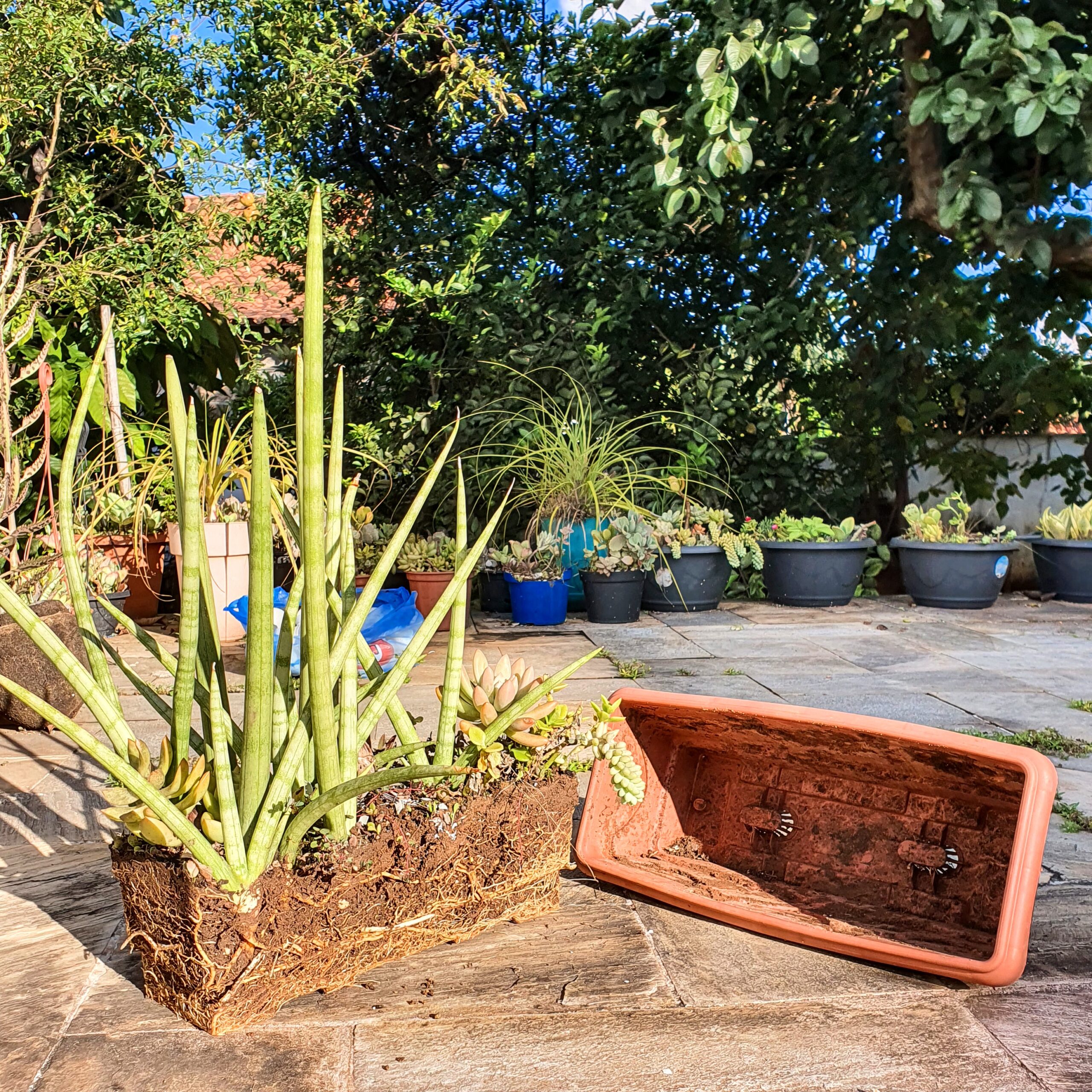 Terra compactada por raizes.