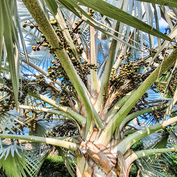 Frutos da palmeira-azul.