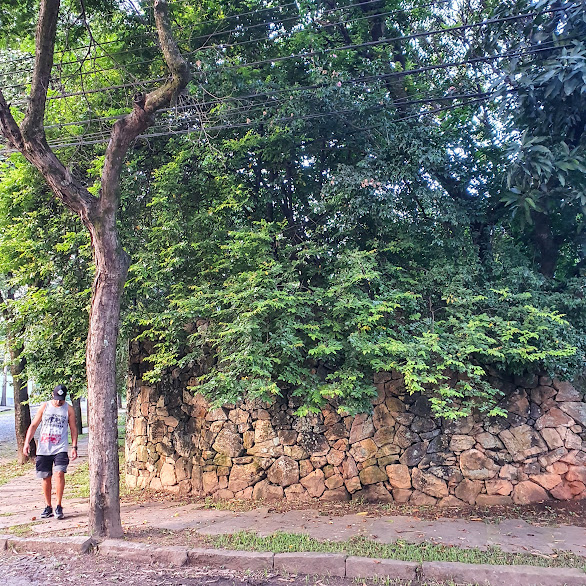 Pé de carambola em jardim residencial.