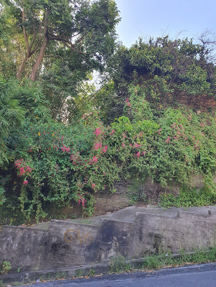 Amor-agarradinho adornando muro.