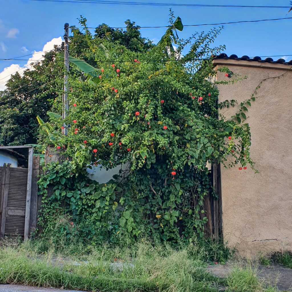 Hibisco-crespo em jardim residencial.