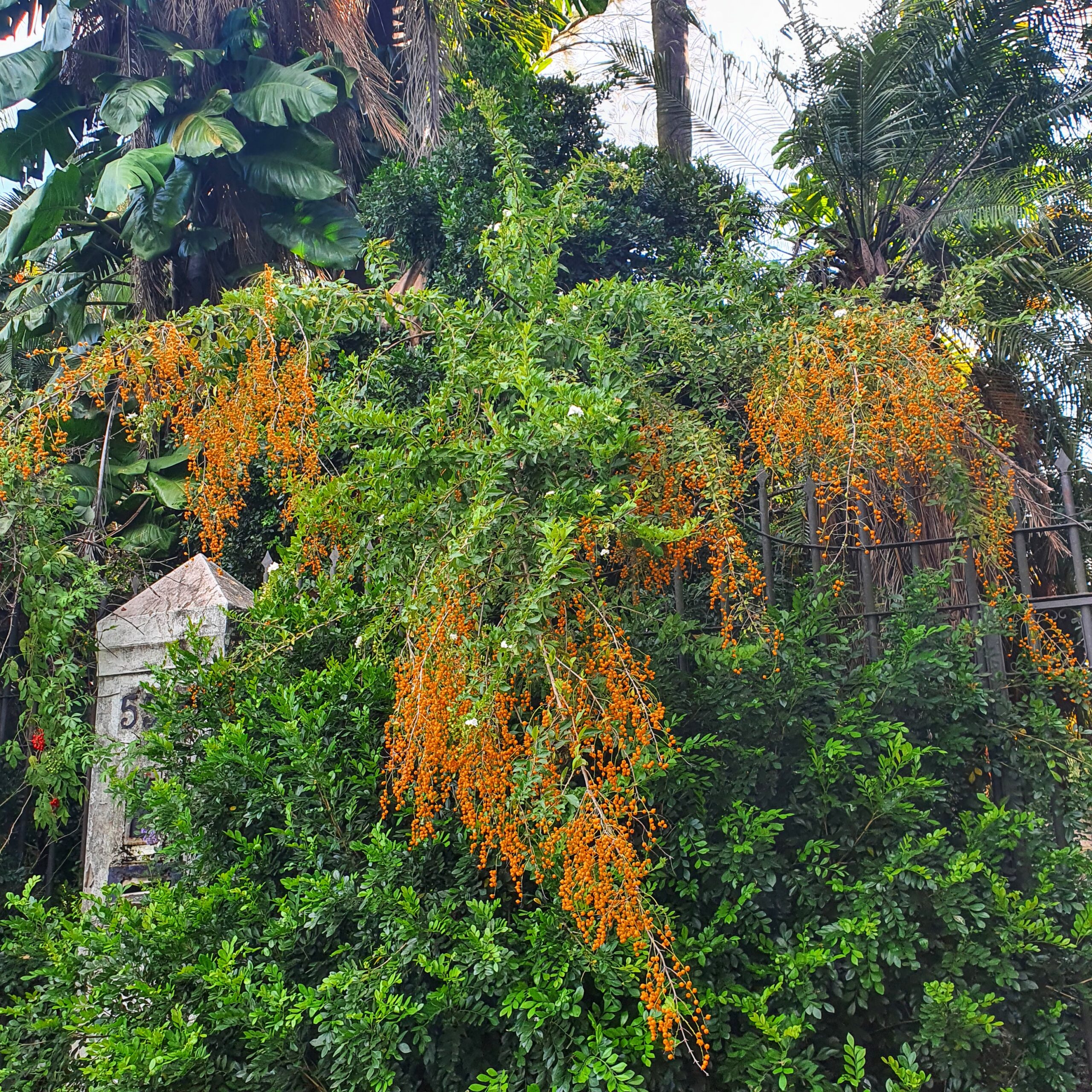 Folhas e frutos do pingo-de-ouro.