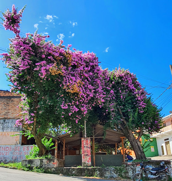 Grande primavera florida.