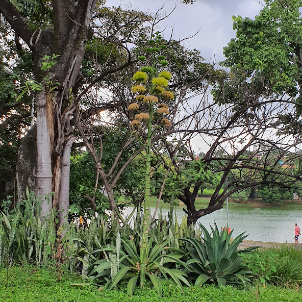 Inflorescência da piteira-azul.