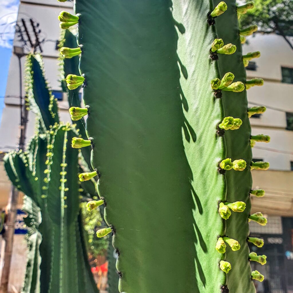 Brotos das flores do cacto-candelabro.
