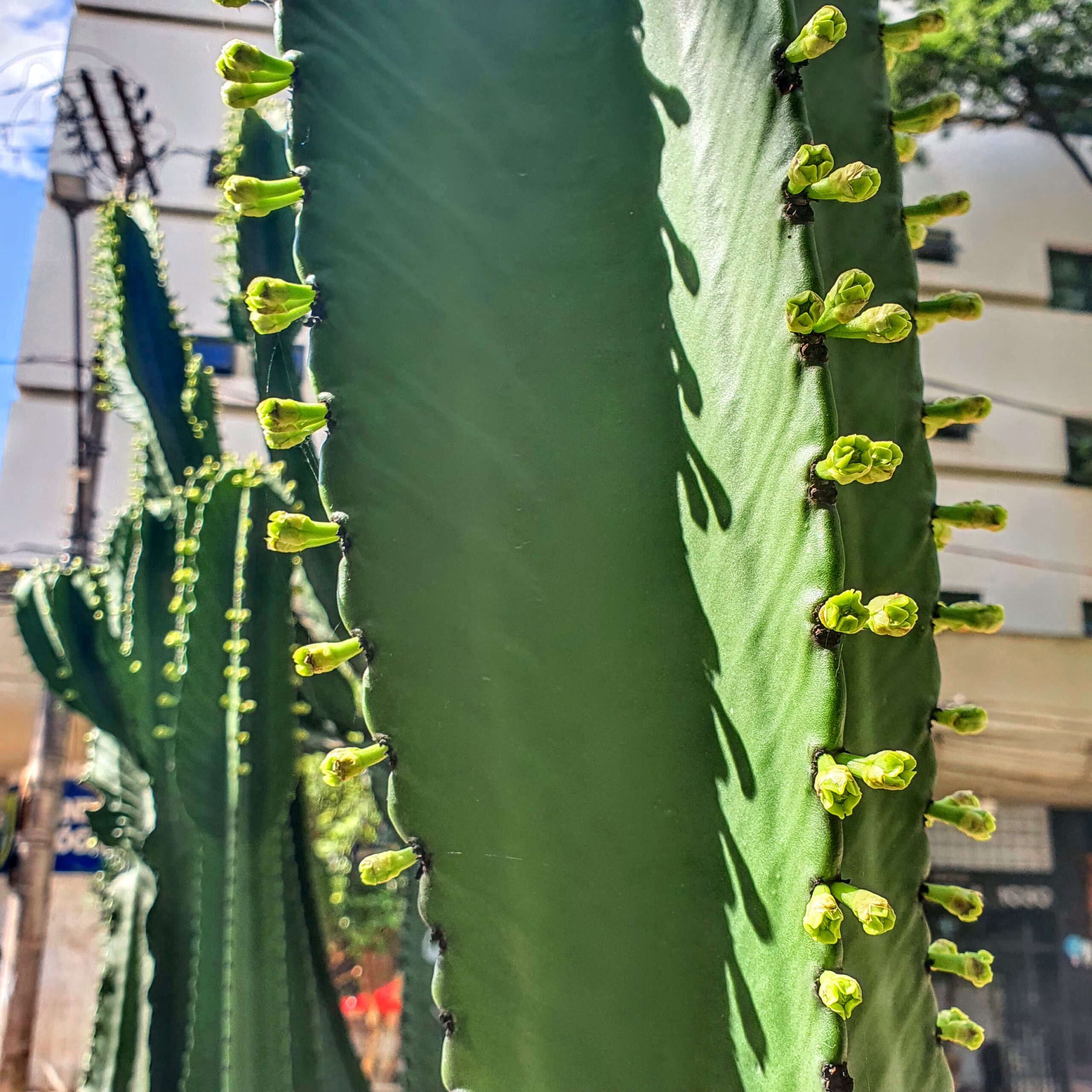 Euphorbia ingens - cacto candelabro | Biologia da Paisagem