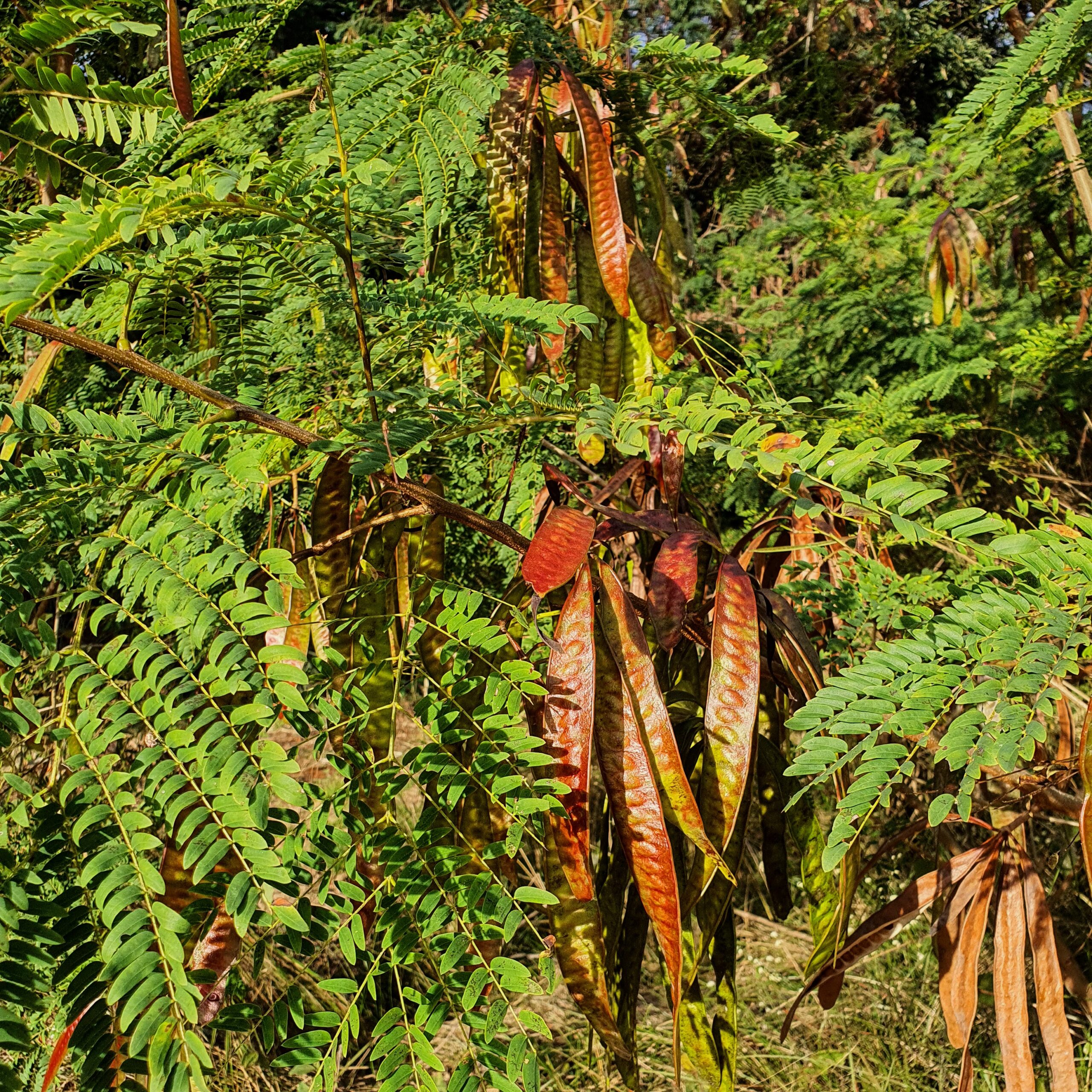 Folhas e dos frutos da albízia-verde.