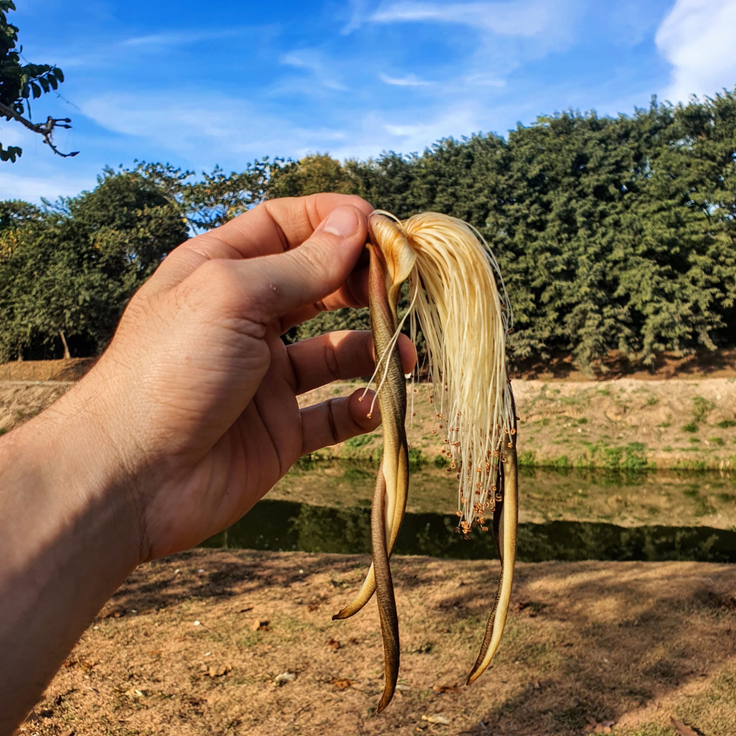 Embiruçu do mato (Pseudobombax longiflorum)